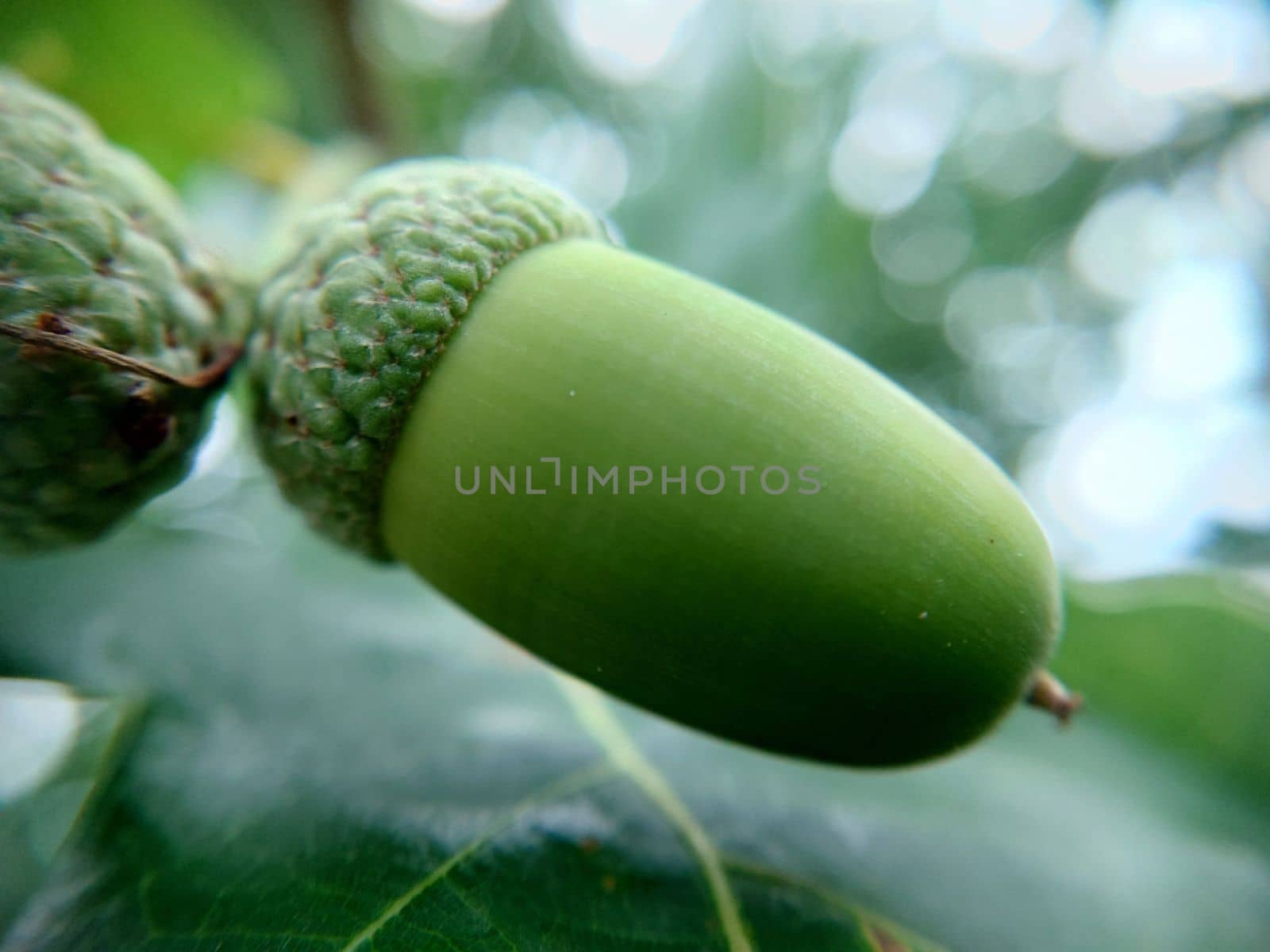 Lonely hanging green oak acorn close-up selective focus.Macrophotography.Texture or background.Selective focus.