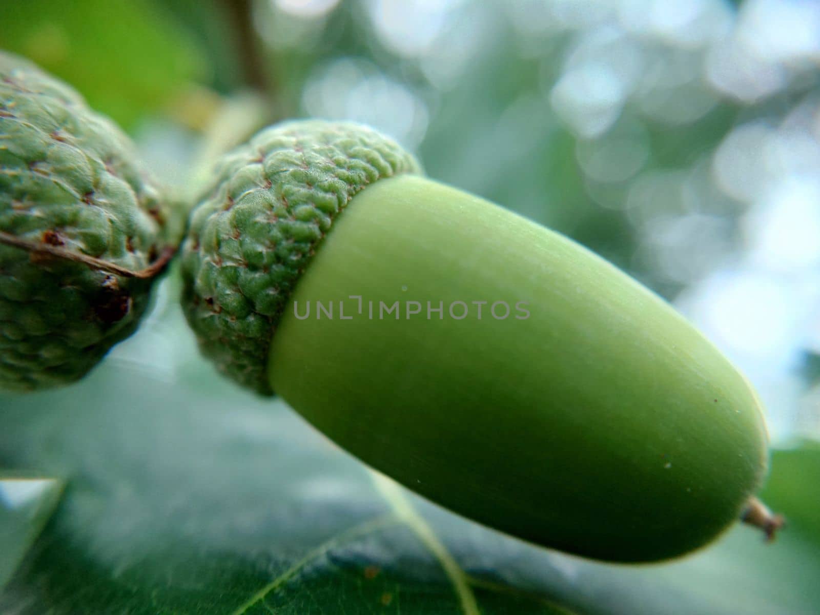 Background image of an oak acorn in a hat close-up by Mastak80