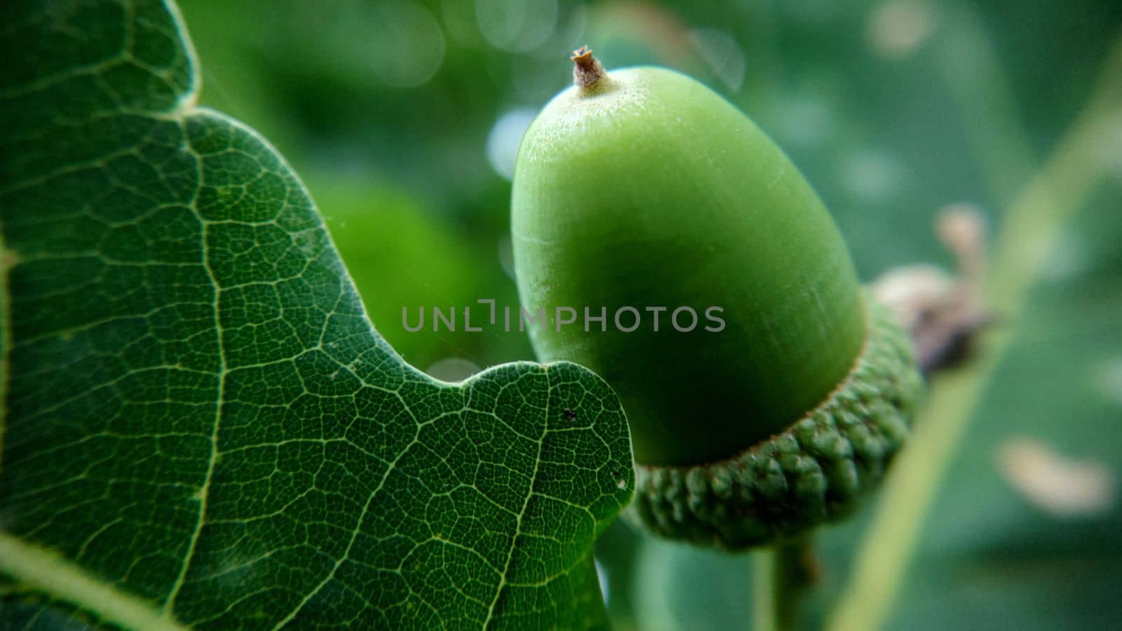 Small green oak acorn hanging close-up selective focus by Mastak80