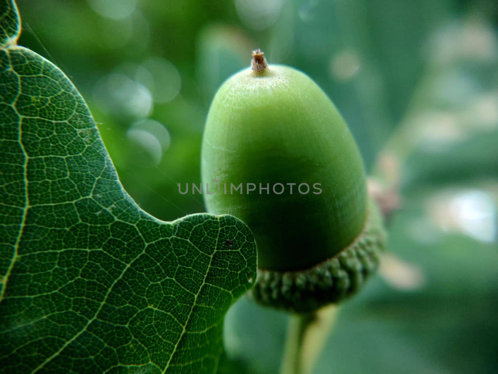 A small green oak acorn hanging alone in close-up.Macrophotography.Texture or background.Selective fowl.