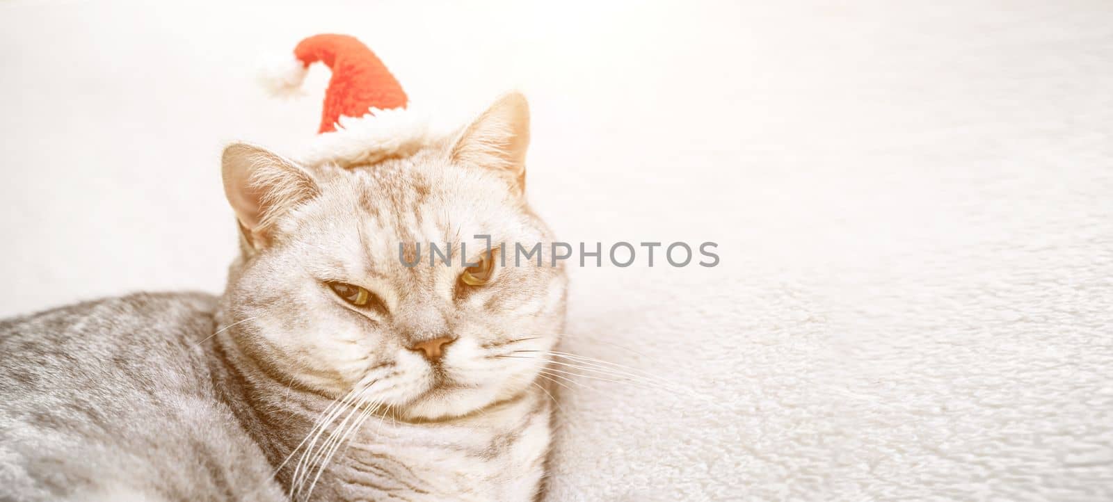 Christmas cat in a red santa hat sits on a white background. Pets, Christmas stories with pets. by Matiunina