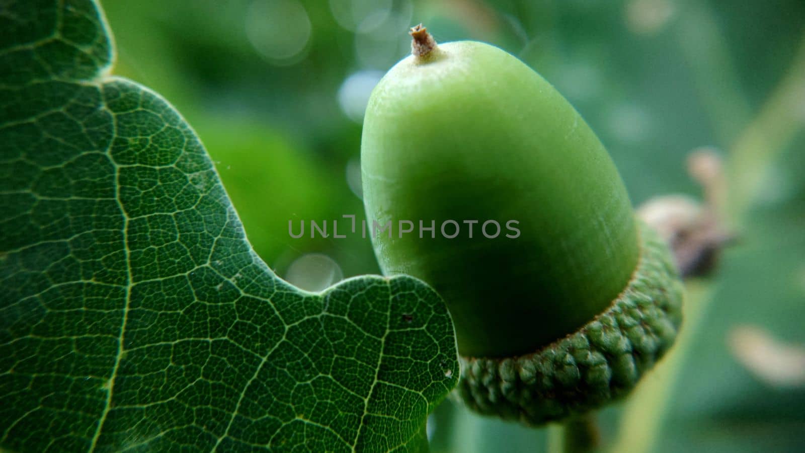 Background image of a green oak acorn hanging alone.Macrophotography.Texture or background.Selective fousk.