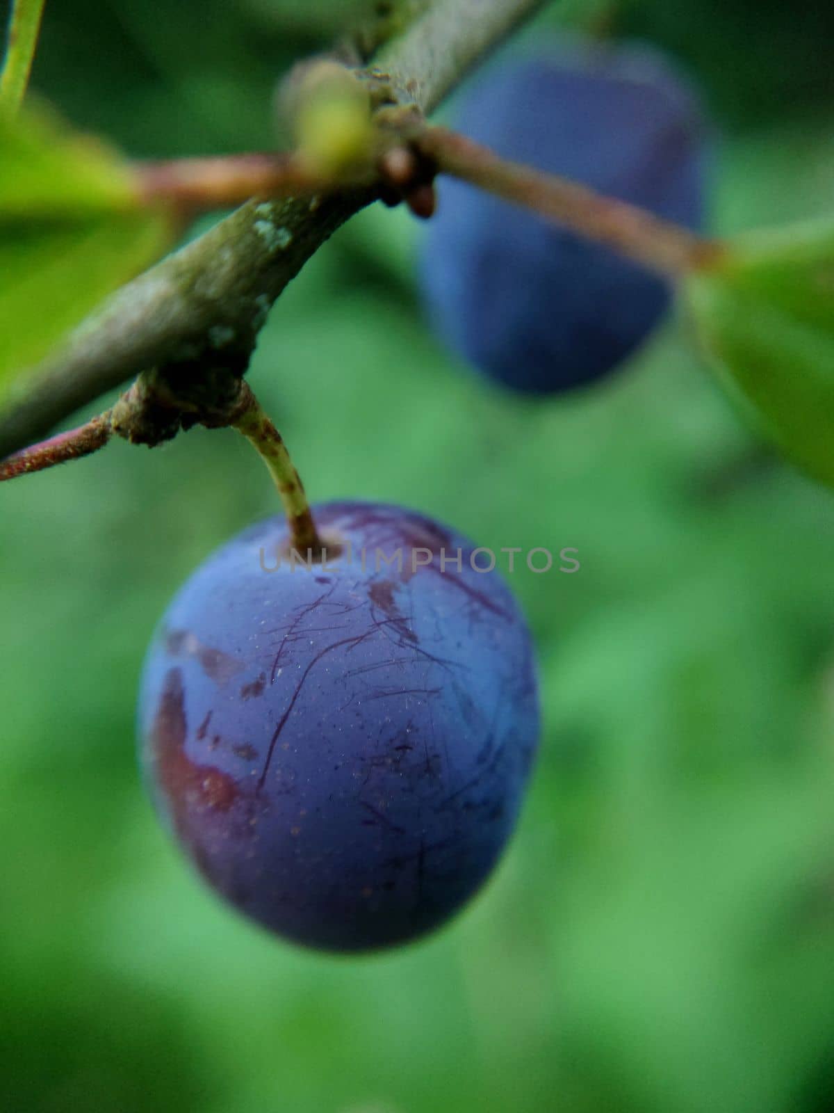 Ripe plums hanging on a tree close-up selective focus by Mastak80