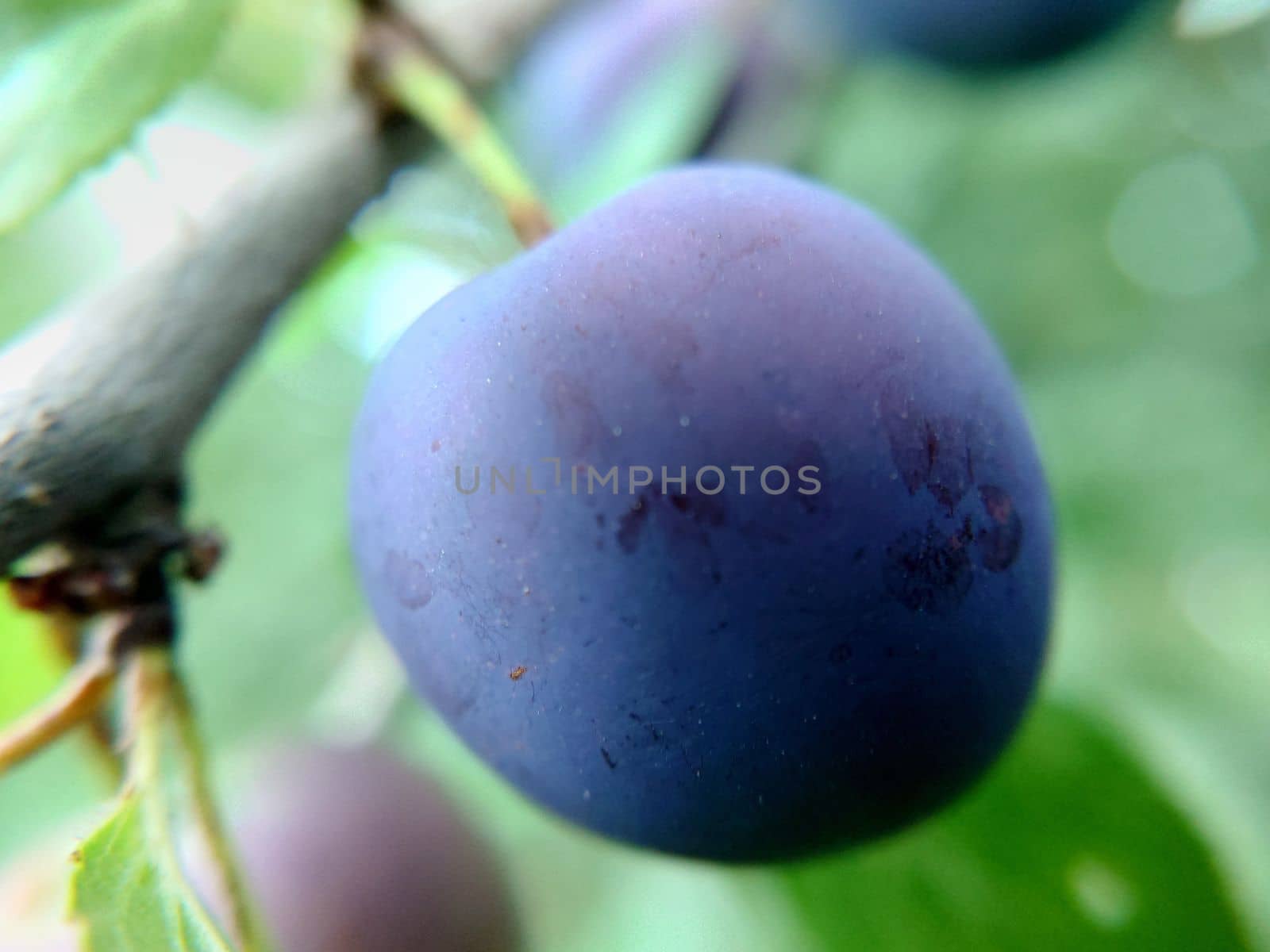 Ripe plum of blue color on a tree close-up selective focus.Macrophotography.Texture or background.