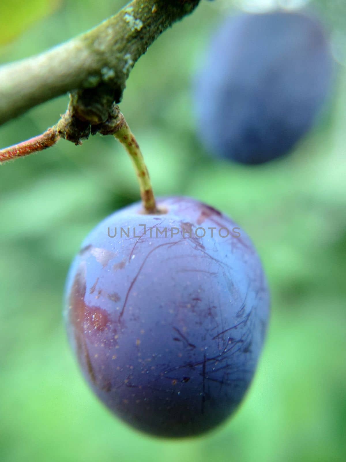 A ripe plum of blue color hangs on a branch in close-up.Macrophotography.Texture or background.Selective fowl.
