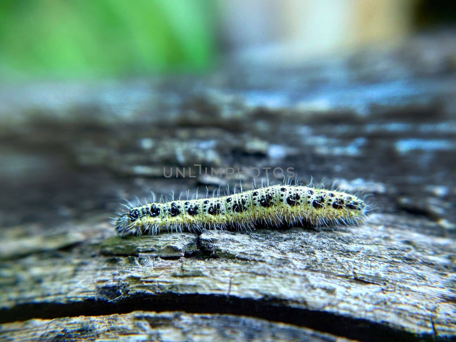 Close-up of a yellow-green spotted caterpillar on a wooden surface by Mastak80