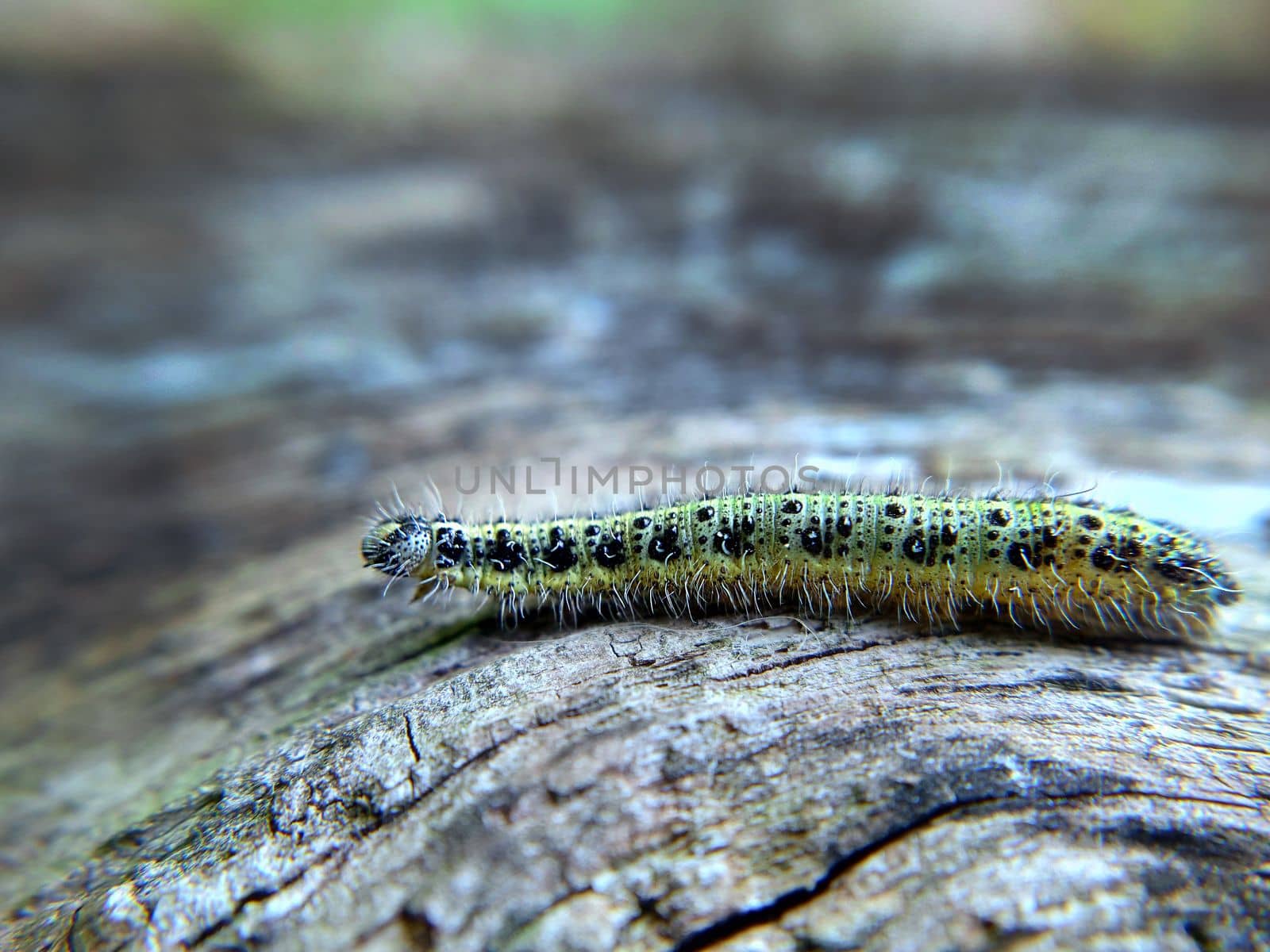 A mottled yellow-green caterpillar crawls on an old tree.Macrophotography.Texture or background.Selective fowl.
