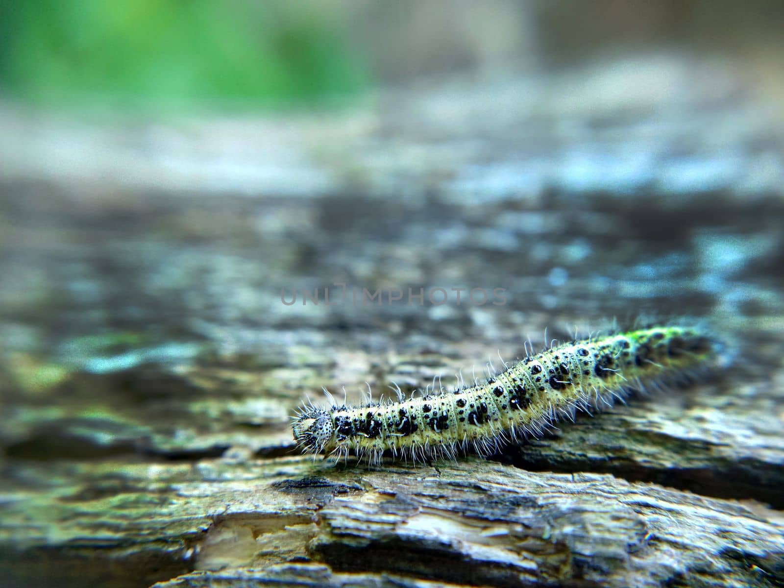 Spotted yellow-green caterpillar on a wooden surface close-up.Macrophotography.Texture or background.Selective fowl.