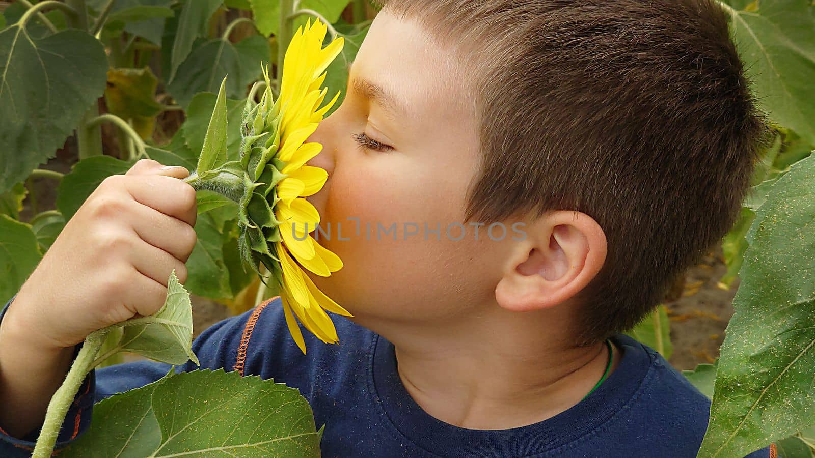 A little boy sniffs a yellow sunflower on a summer day.Texture or background