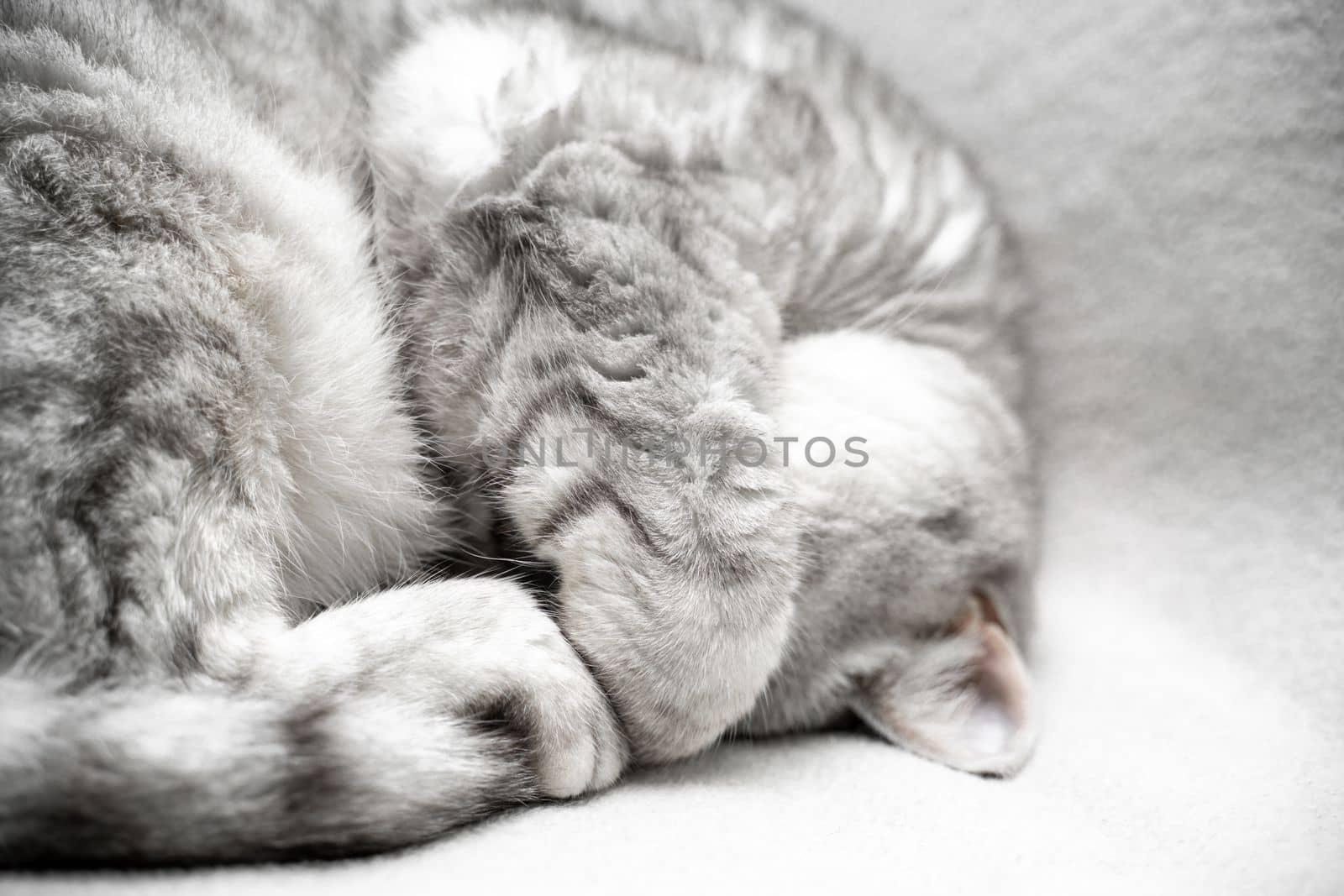 scottish straight cat is sleeping. Close-up of the muzzle of a sleeping cat with closed eyes. Against the backdrop of a light blanket. Favorite pets, cat food. by Matiunina