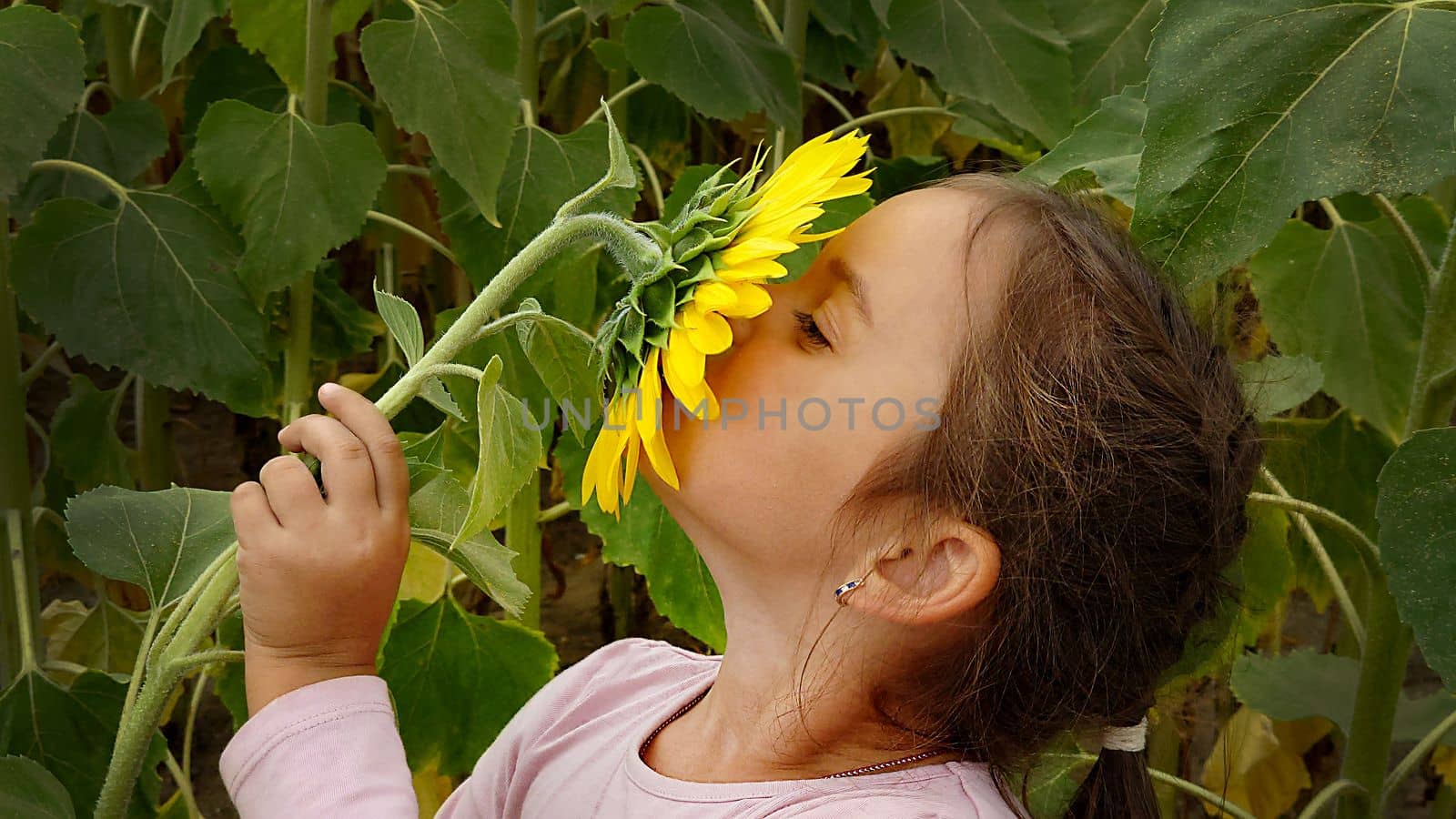 A little girl on a cloudy day sniffs a yellow sunflower close-up