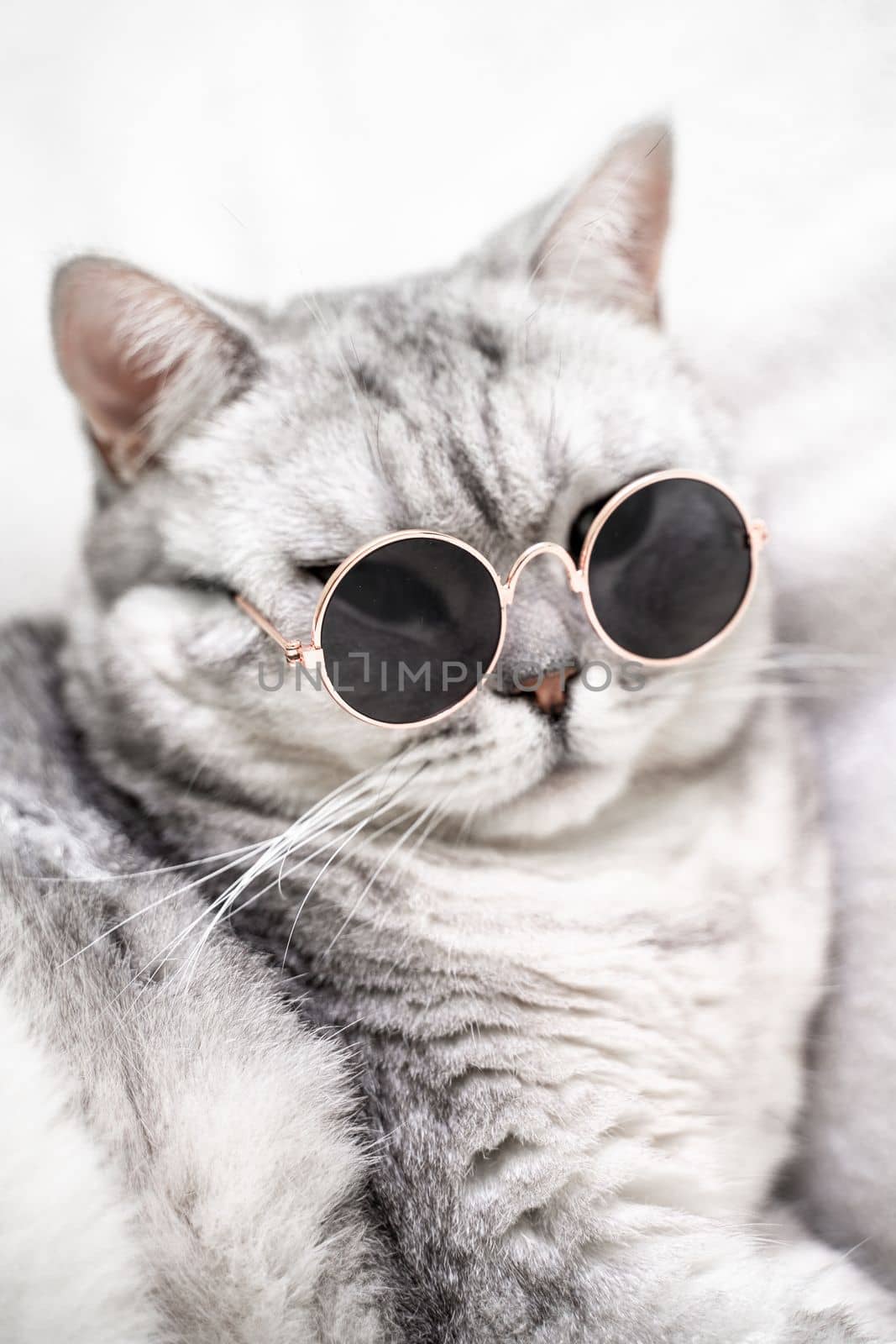 scottish straight cat in glasses, on a white background. Pets
