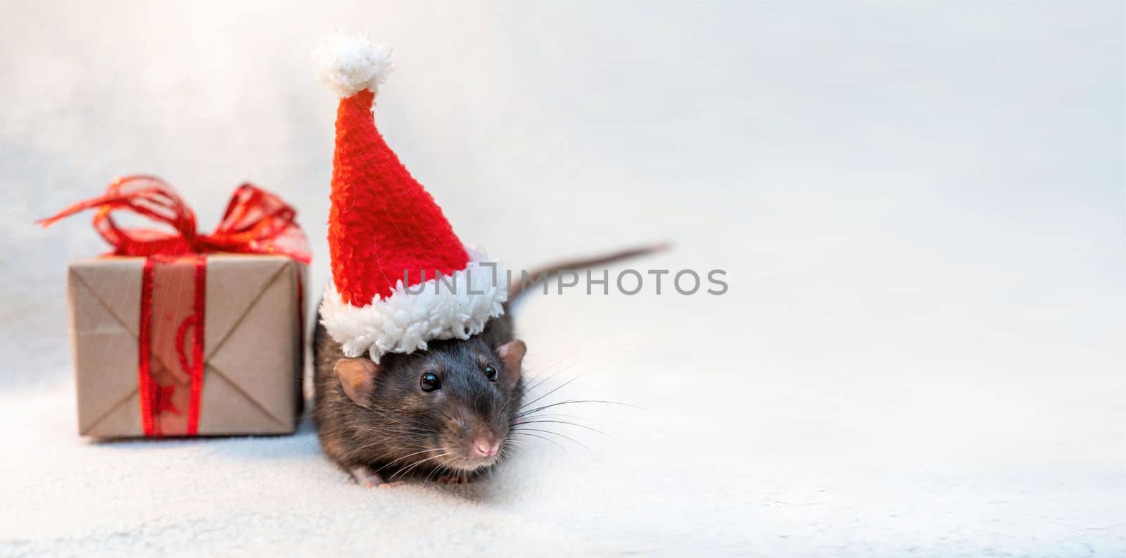 Rat Santa hat gift. Symbol of the Chinese New Year. Funny black Dumbo rat in a red Santa hat and a gift box with a red ribbon on a white background
