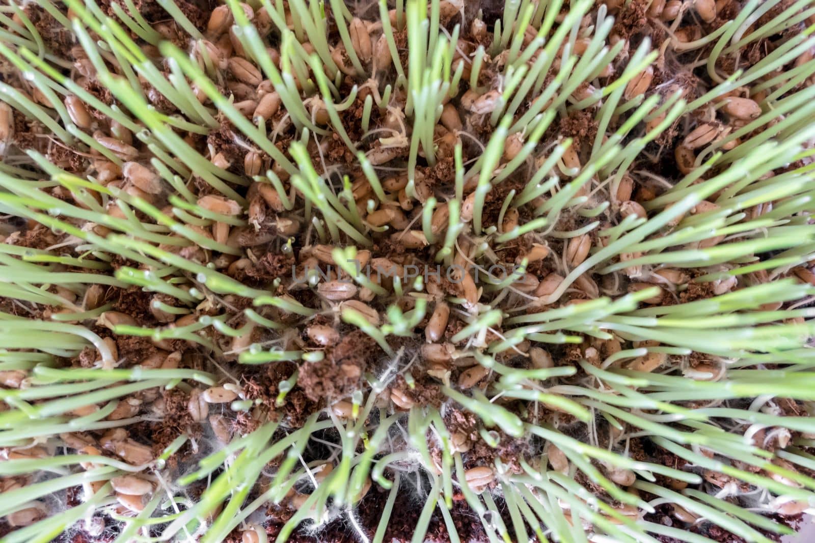 Cat grass (Cyperus zumula), closeup. Healthy food for cats.
