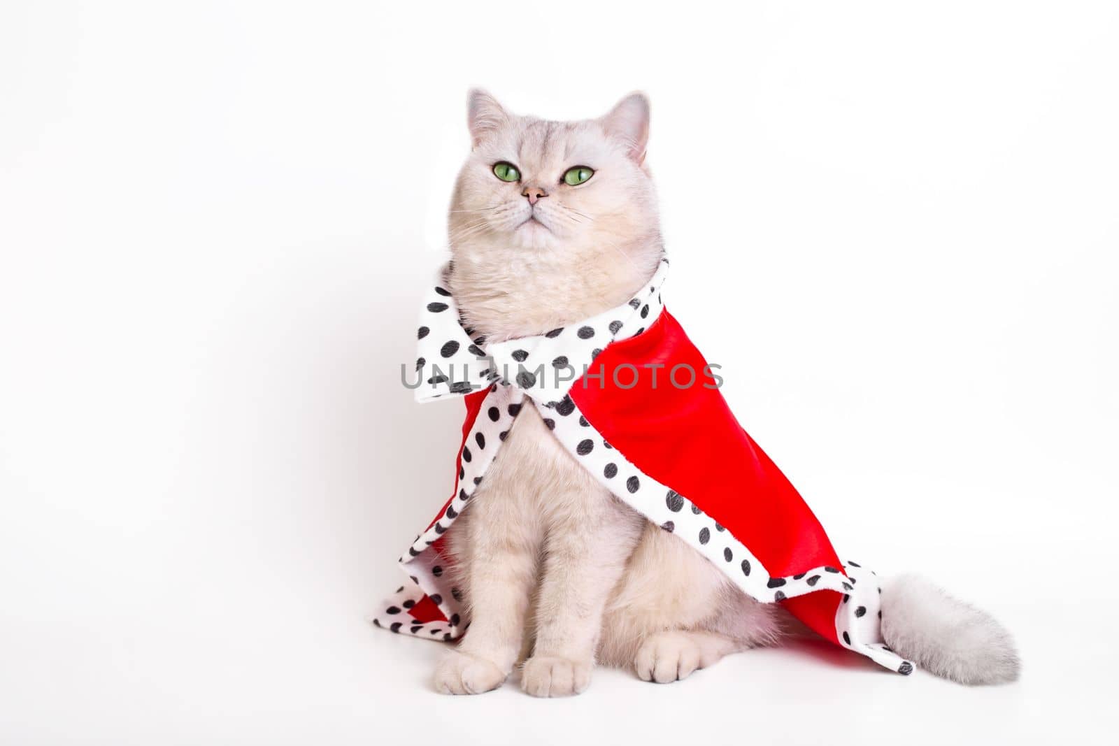 A luxurious calm white cat in a red royal robe , sitting on a white background, looks up. Copy space