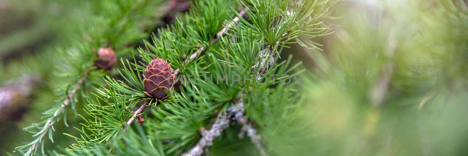 Japanese larch. Fresh green leaves of Japanese larch, Larix kaempferi in summer. Larch cones on a branch. by SERSOL