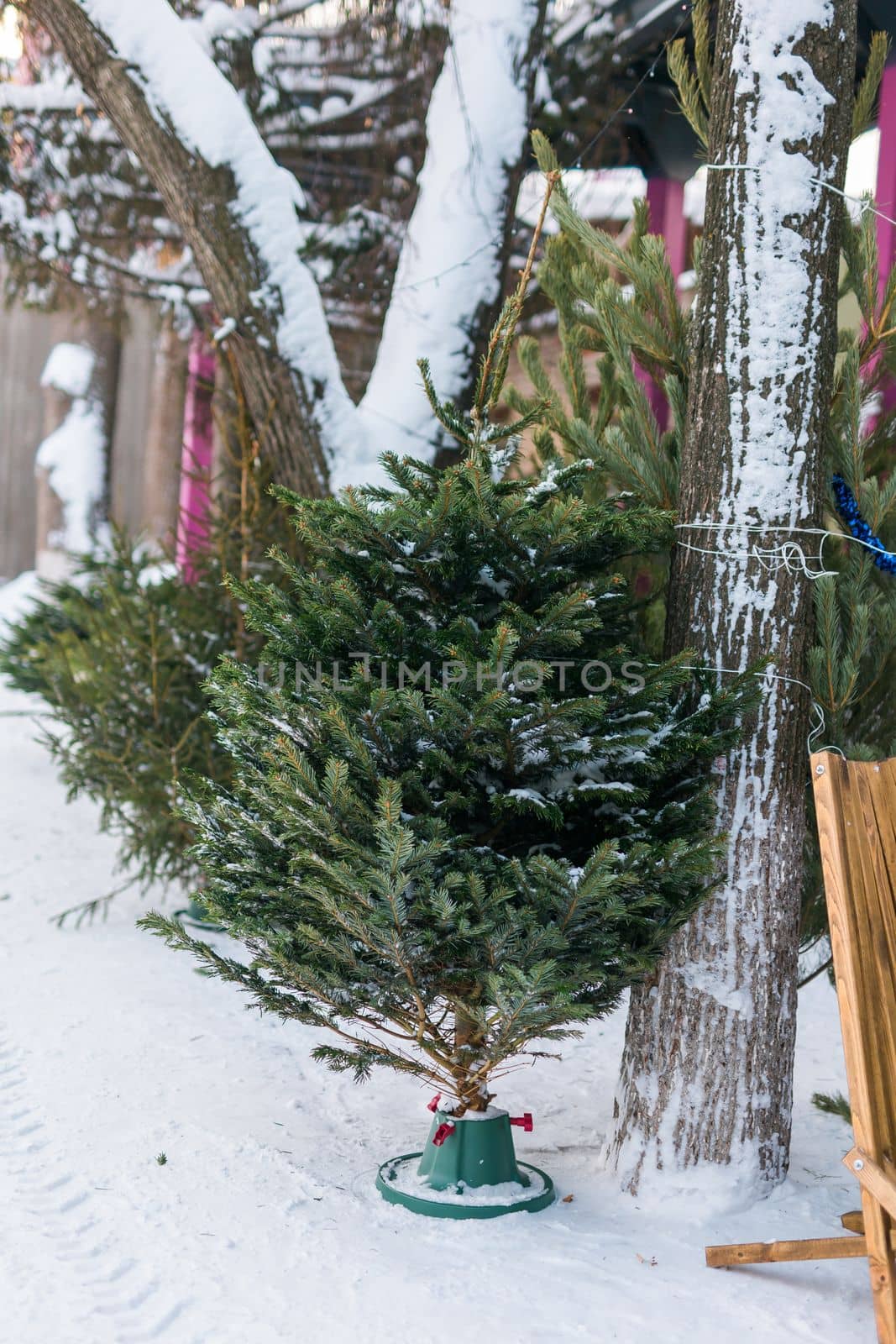 Christmas trees and spruce xmas branches for decoration in farm market for sale in winter holiday season by Satura86