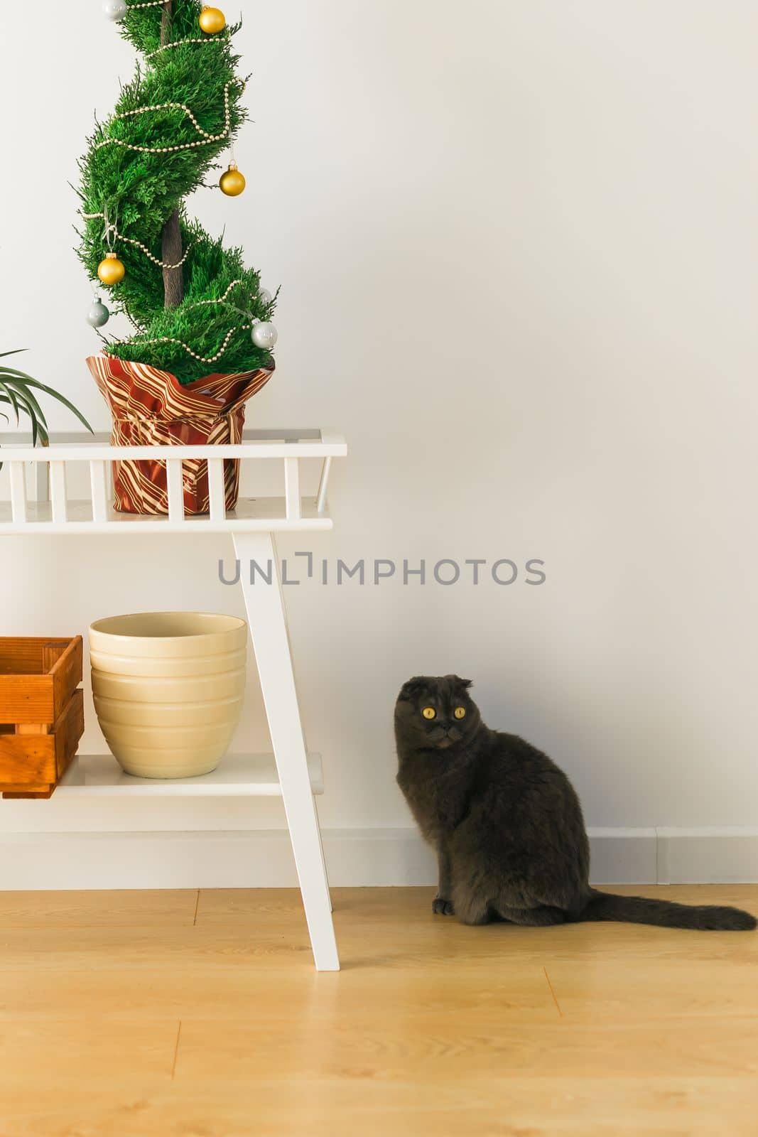 Gray cute cat with yellow eyes of Scottish Fold breed having fun at home by Satura86