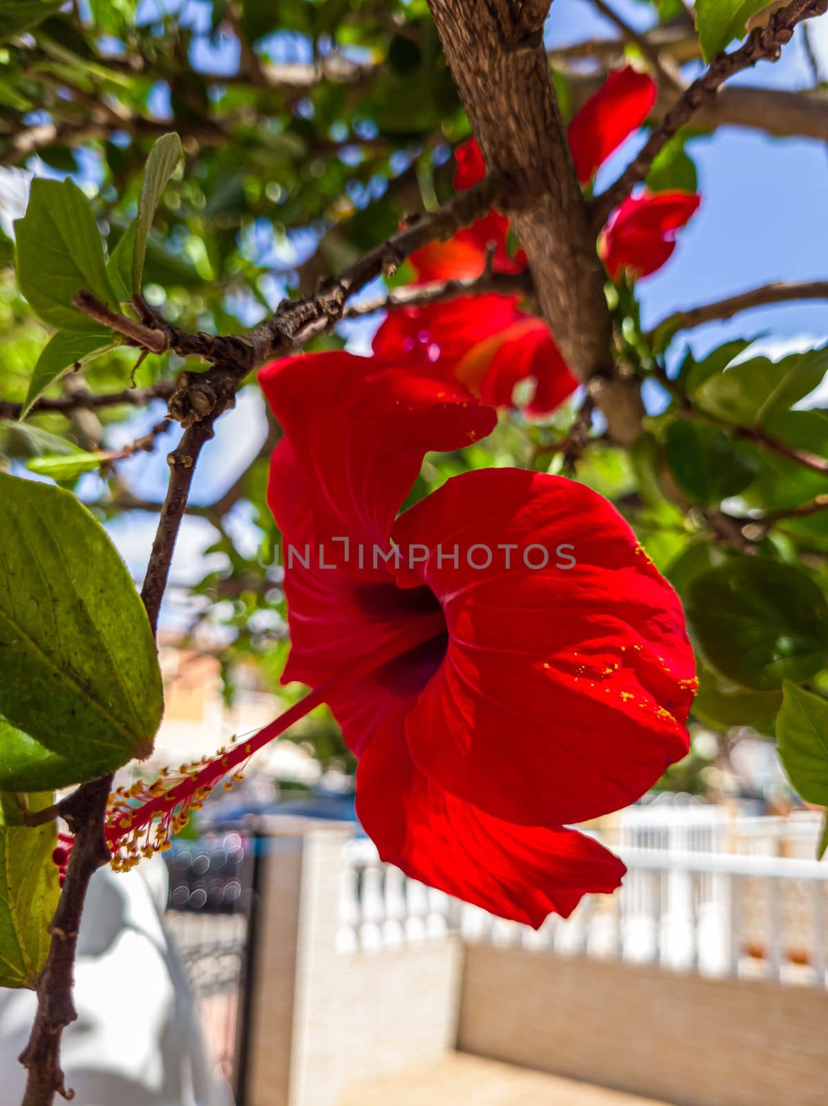 Hibiscus flower is a shrub of the Malvaceae tribe originating from East Asia and is widely grown as an ornamental plant in tropical and subtropical regions. Large flowers, red and odorless.