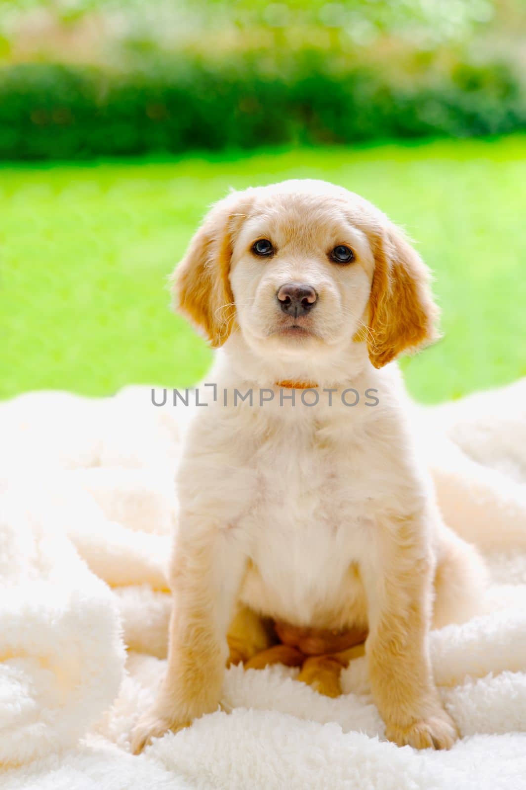 cute hovawart young puppy. Lovely Golden retriever puppy. sweet puppy on sunny day by PhotoTime