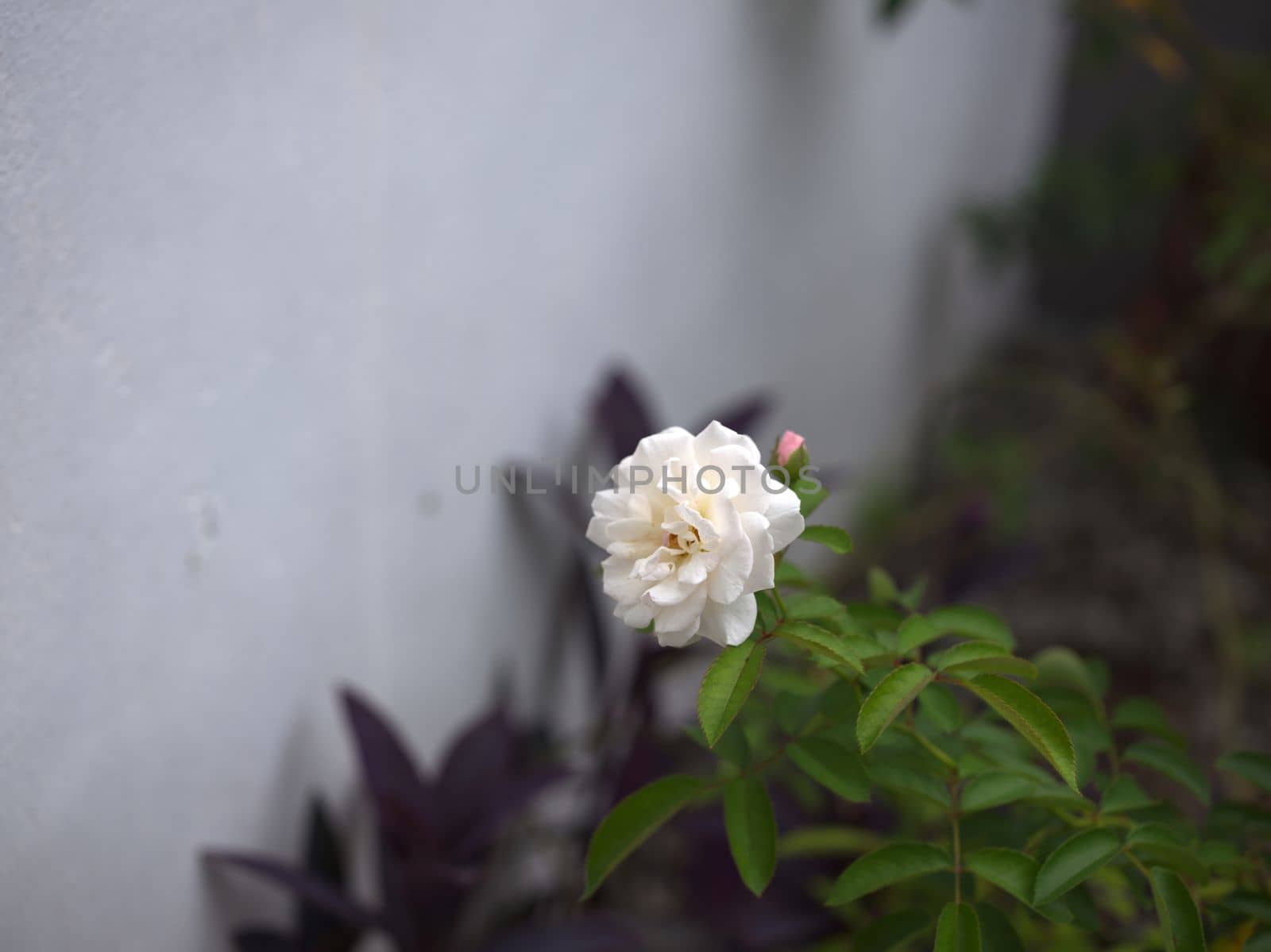 Beautiful white rose in garden background . Concept love . Space for text by Hepjam