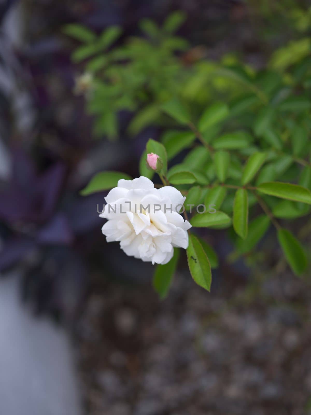 Beautiful white rose in garden background . Concept love . Space for text by Hepjam