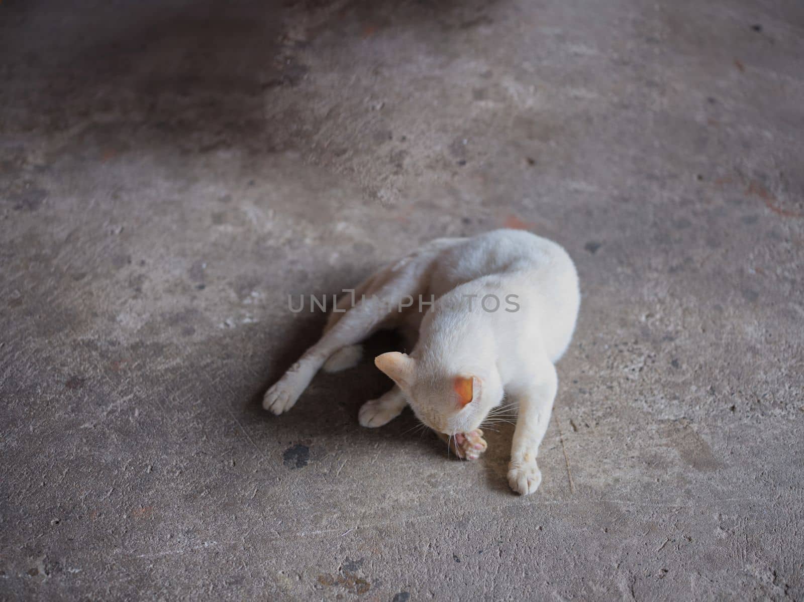 ANIMAL BACKGROUND . white cat on the floor and licks the paws .