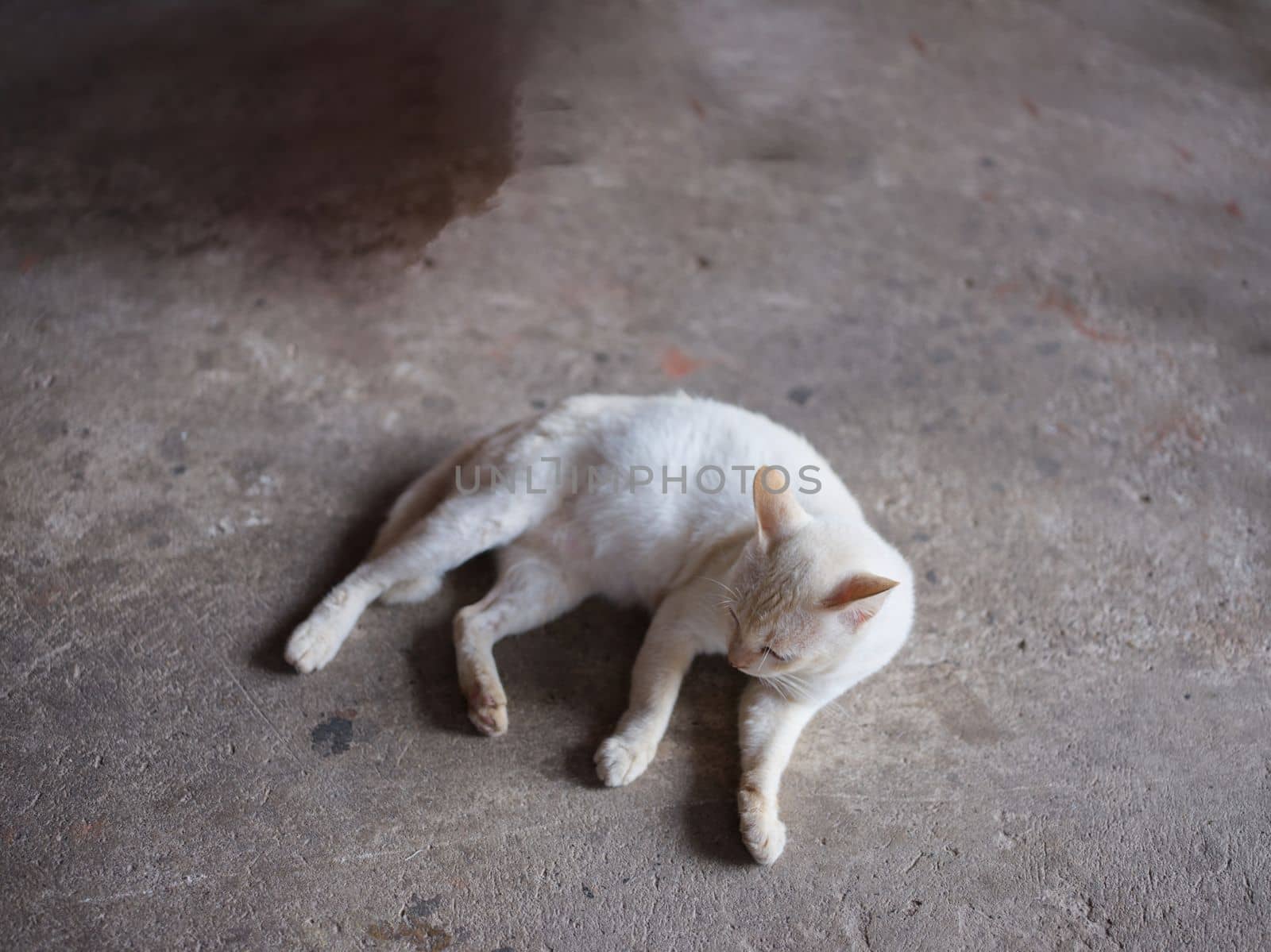 ANIMAL BACKGROUND . white cat on the floor and licks the paws . by Hepjam