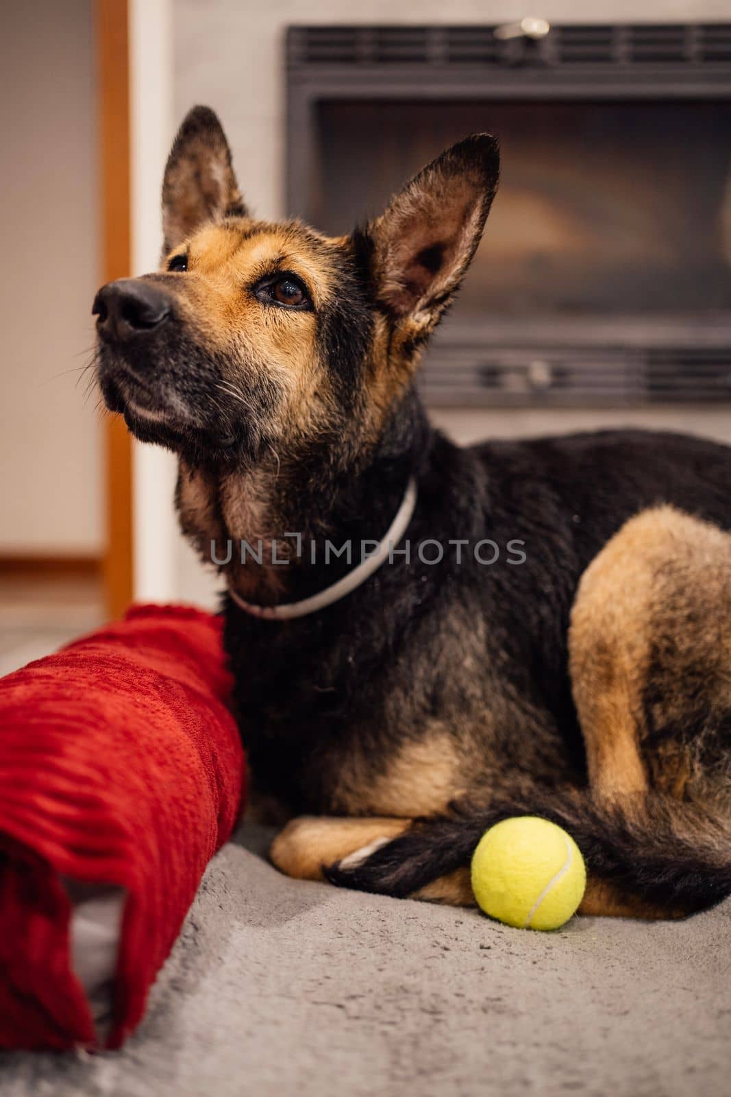 Portrait of cute dog with his toy looking up away. Adorable black brown haired puppy lying on the bed with his yellow ball.