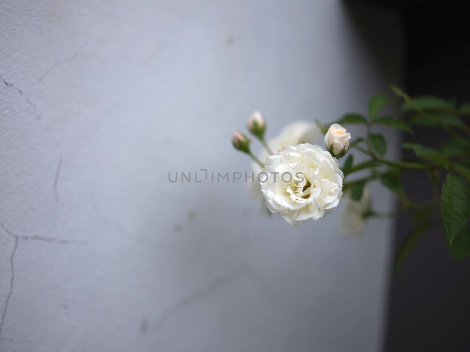 Beautiful white rose in garden background . Concept love . Space for text by Hepjam