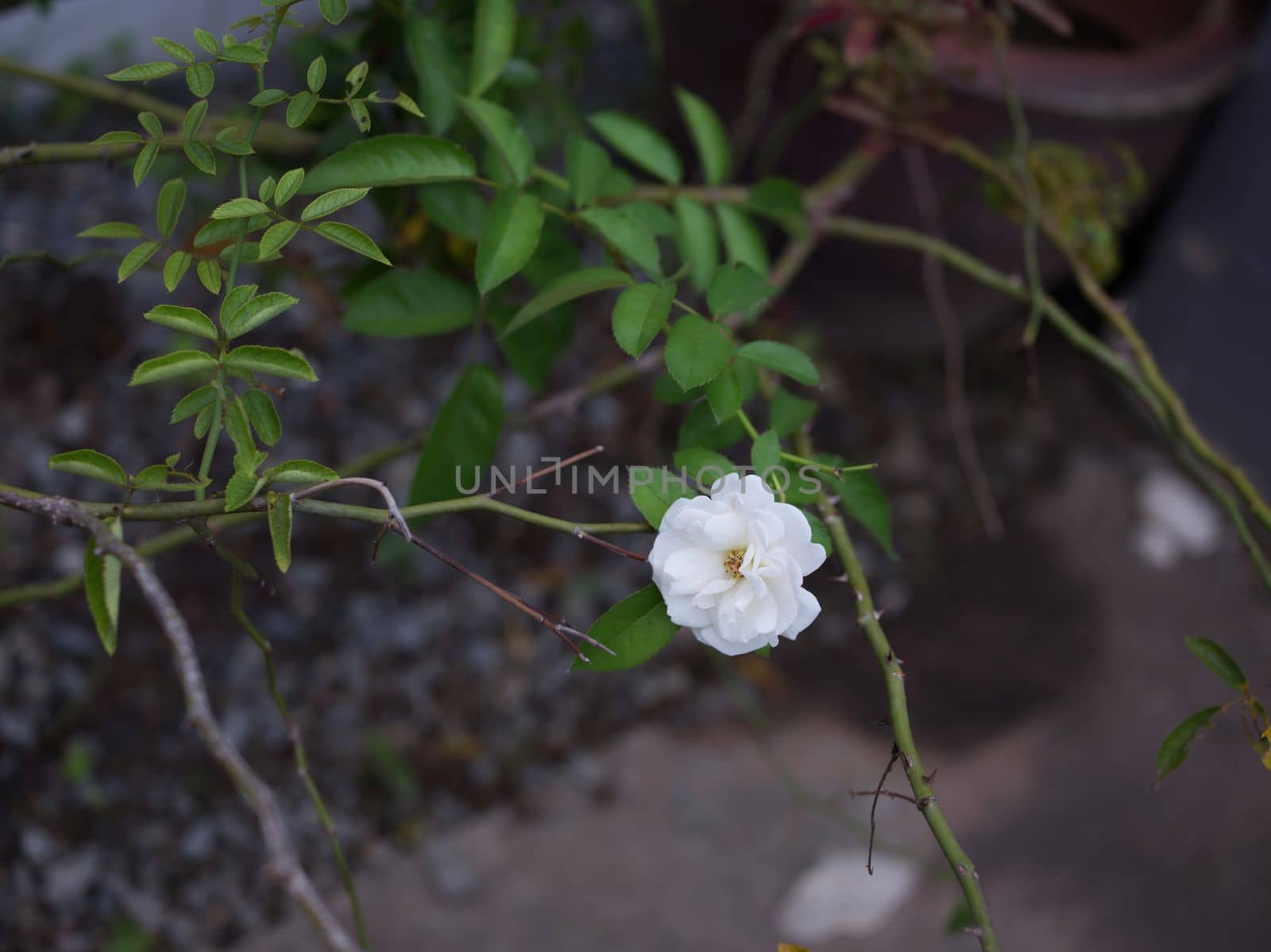 Beautiful white rose in garden background . Concept love . Space for text