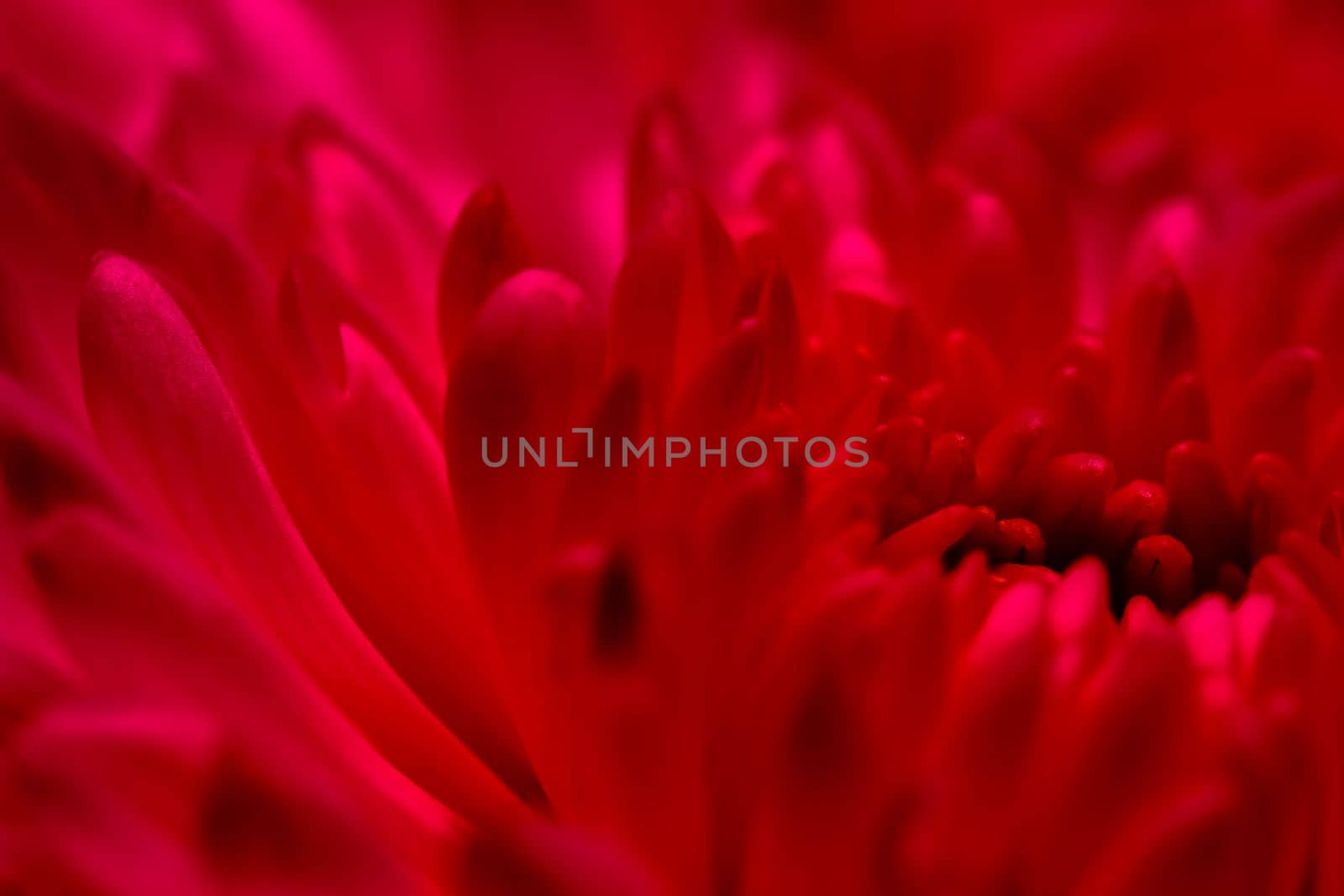 Abstract floral background, red purple chrysanthemum flower petals. Macro flowers backdrop for holiday design. Soft focus