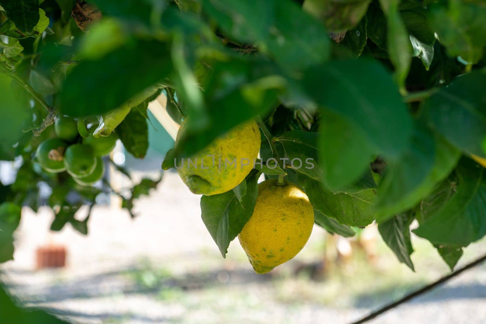 Organges trees with green fruits in autumn With green leaves.