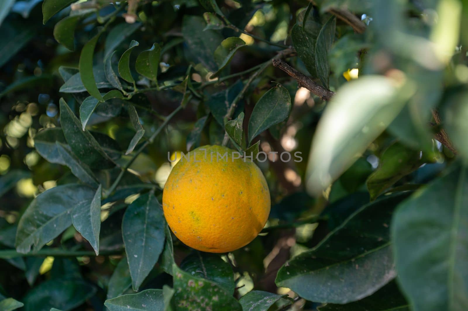 Organges trees with green fruits in autumn With green leaves.