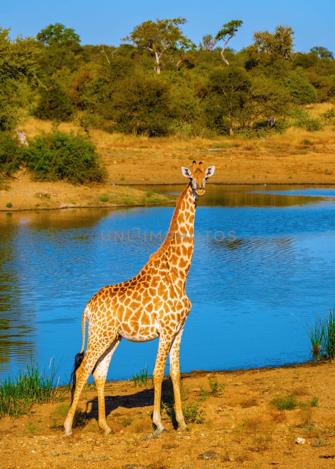 Giraffe at a Savannah landscape during sunset in South Africa at The Klaserie Private Nature Reserve by fokkebok