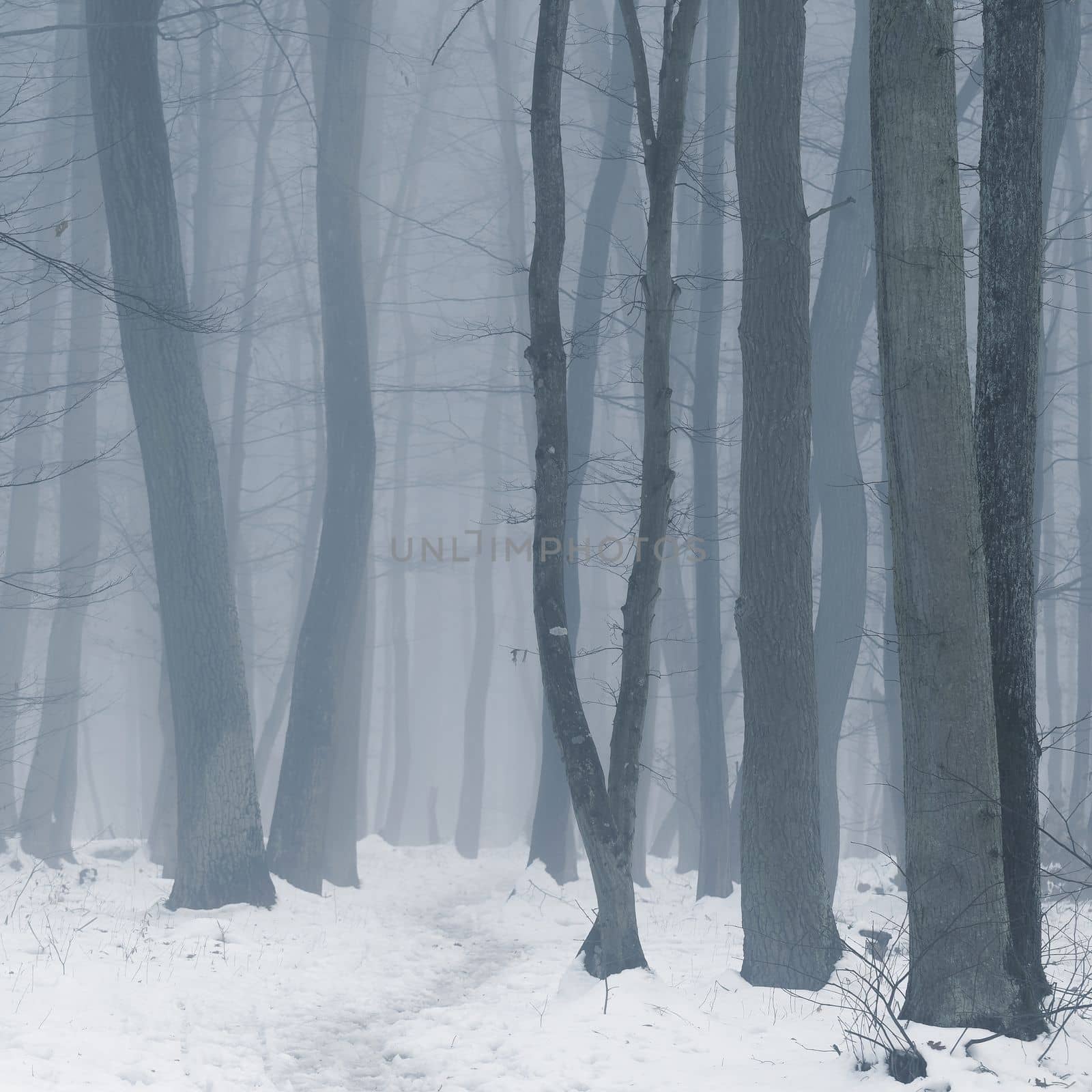 Background with trees in the fog. Nature in winter time with tree trunks. Concept for wood and environment. by Montypeter