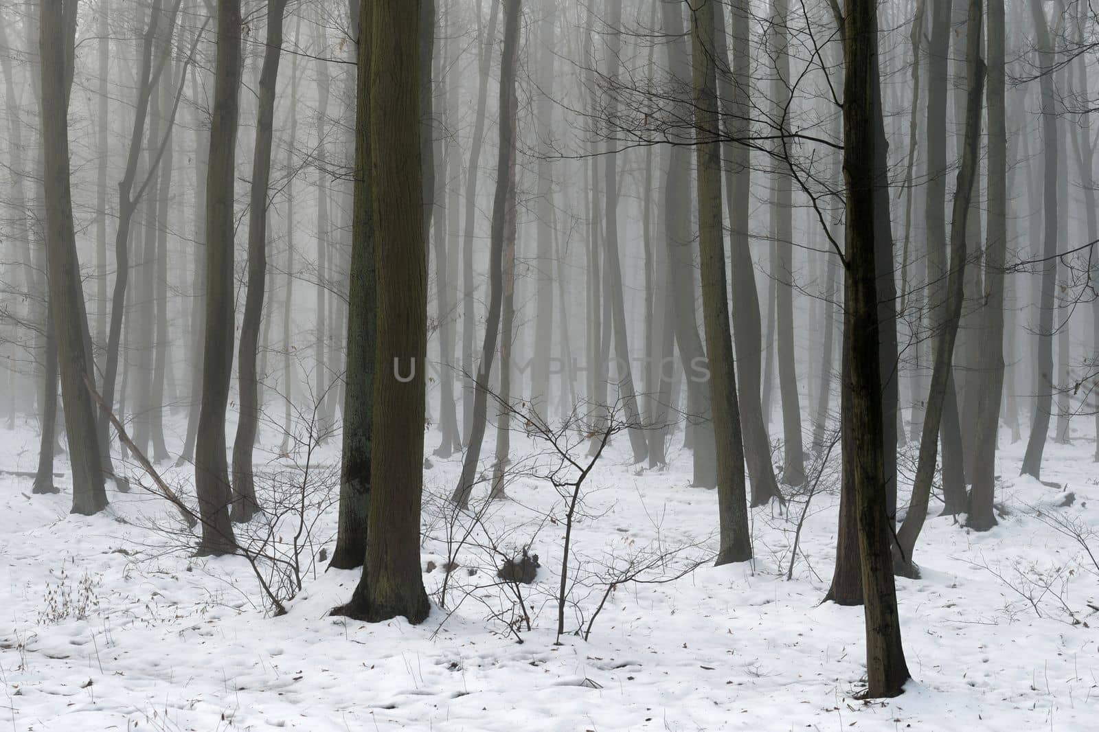 Background with trees in the fog. Nature in winter time with tree trunks. Concept for wood and environment. by Montypeter