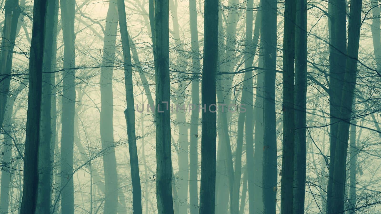 Background with trees in the fog. Nature in winter time with tree trunks. Concept for wood and environment. by Montypeter