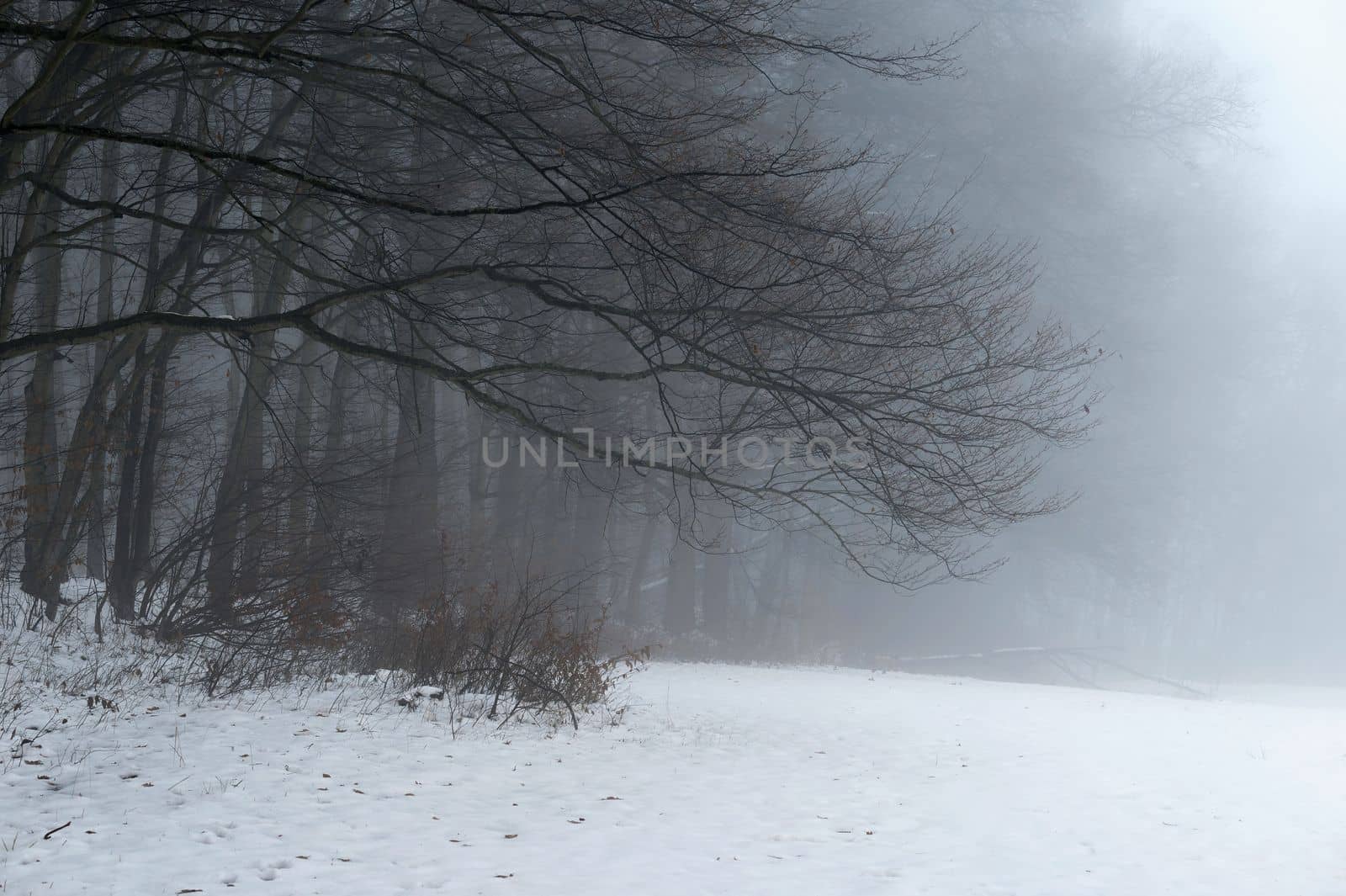 Background with trees in the fog. Nature in winter time with tree trunks. Concept for wood and environment.