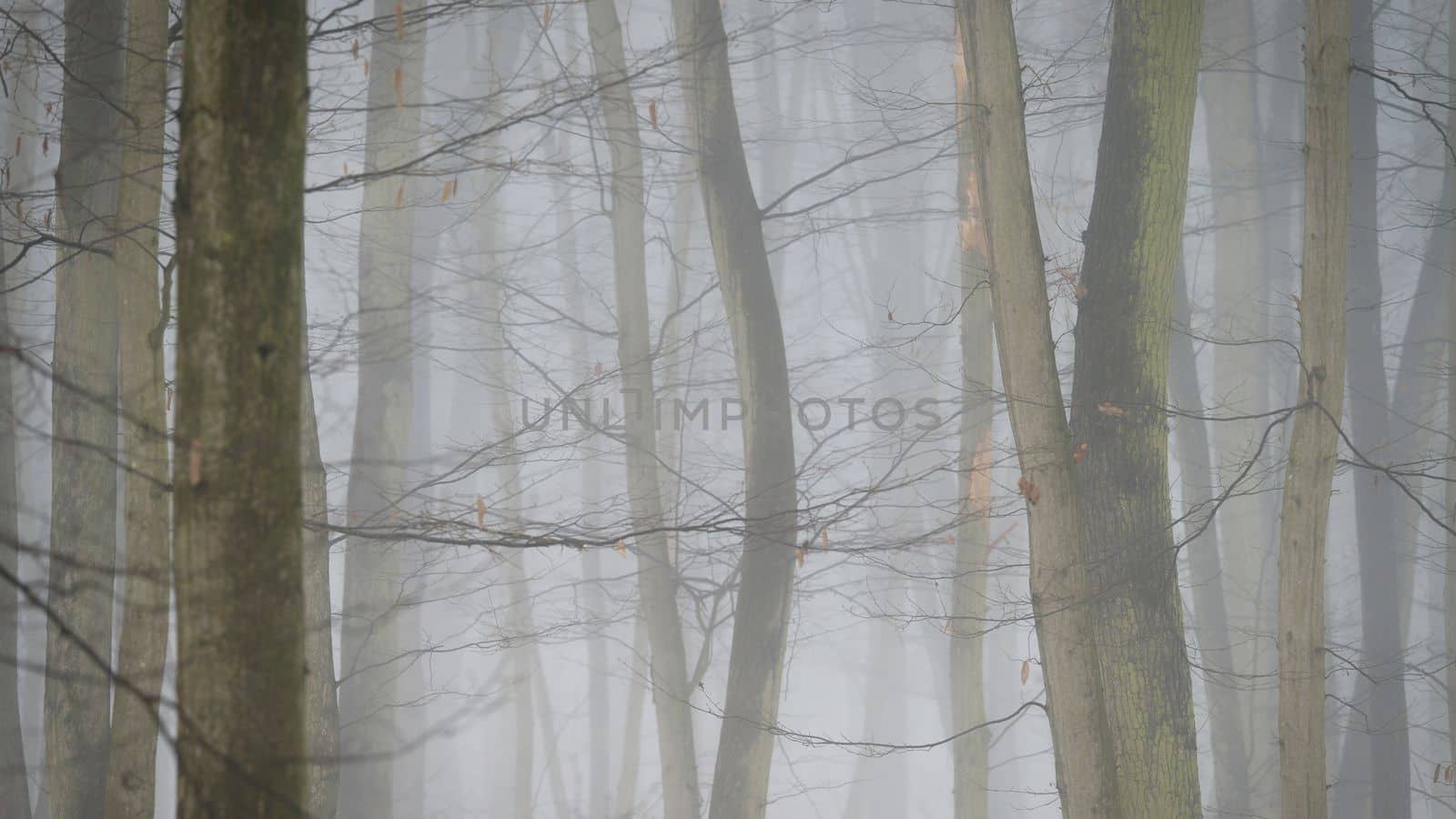 Background with trees in the fog. Nature in winter time with tree trunks. Concept for wood and environment. by Montypeter