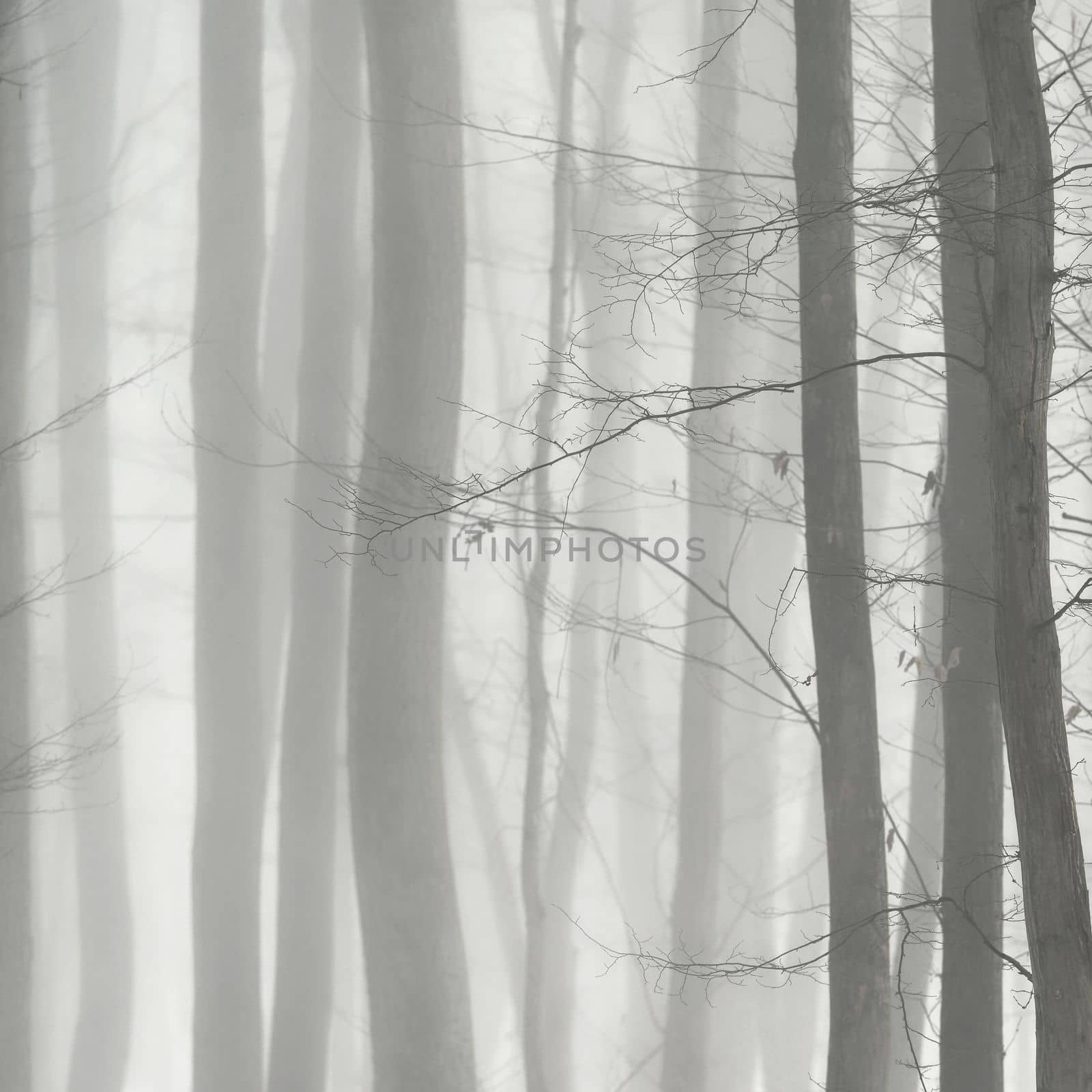 Background with trees in the fog. Nature in winter time with tree trunks. Concept for wood and environment.