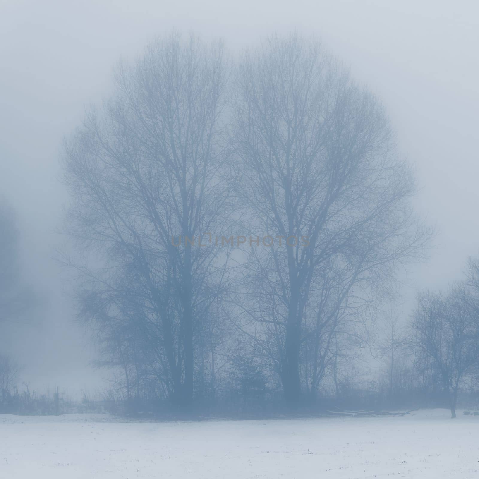 Background with trees in the fog. Nature in winter time with tree trunks. Concept for wood and environment.