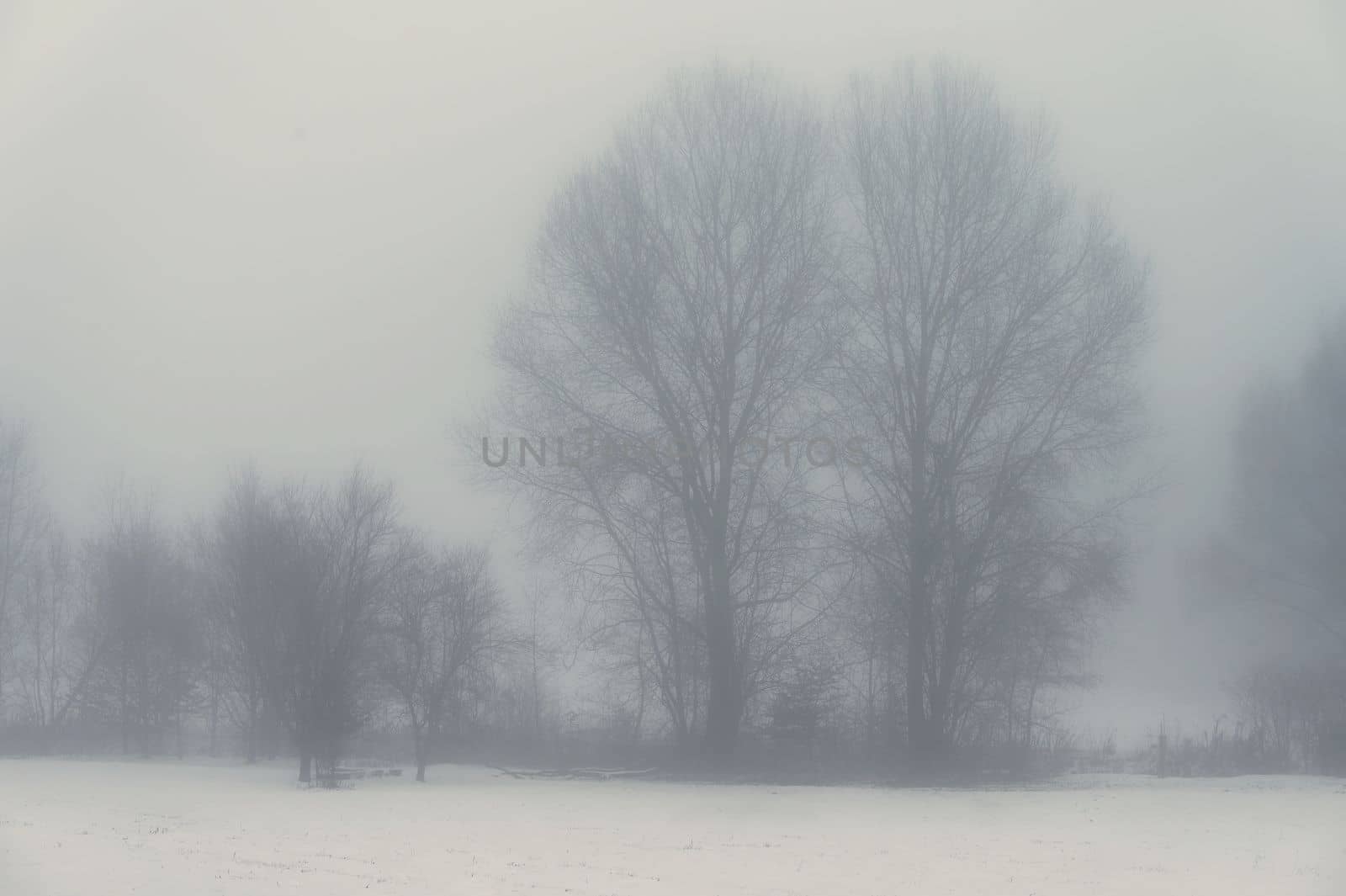 Background with trees in the fog. Nature in winter time with tree trunks. Concept for wood and environment. by Montypeter