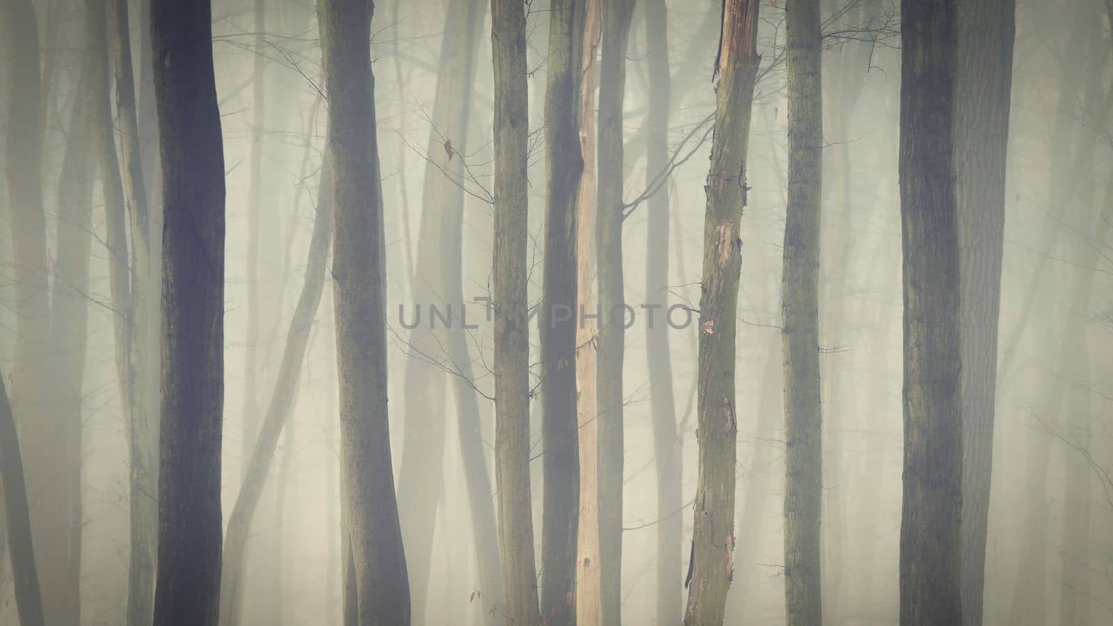 Background with trees in the fog. Nature in winter time with tree trunks. Concept for wood and environment. by Montypeter