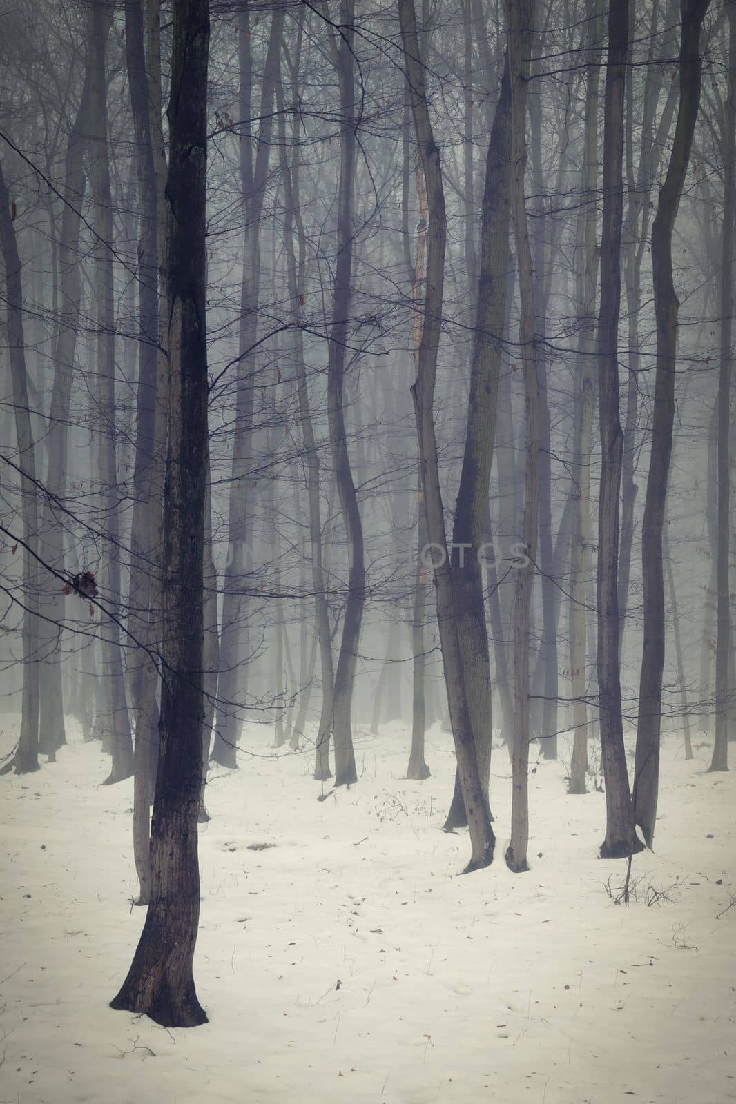 Background with trees in the fog. Nature in winter time with tree trunks. Concept for wood and environment.