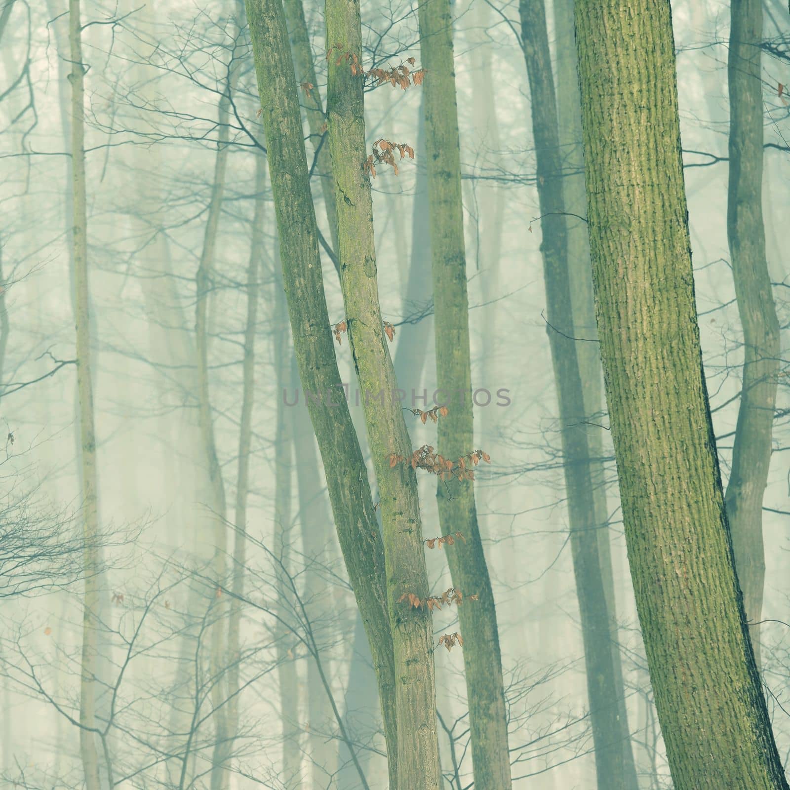 Background with trees in the fog. Nature in winter time with tree trunks. Concept for wood and environment. by Montypeter