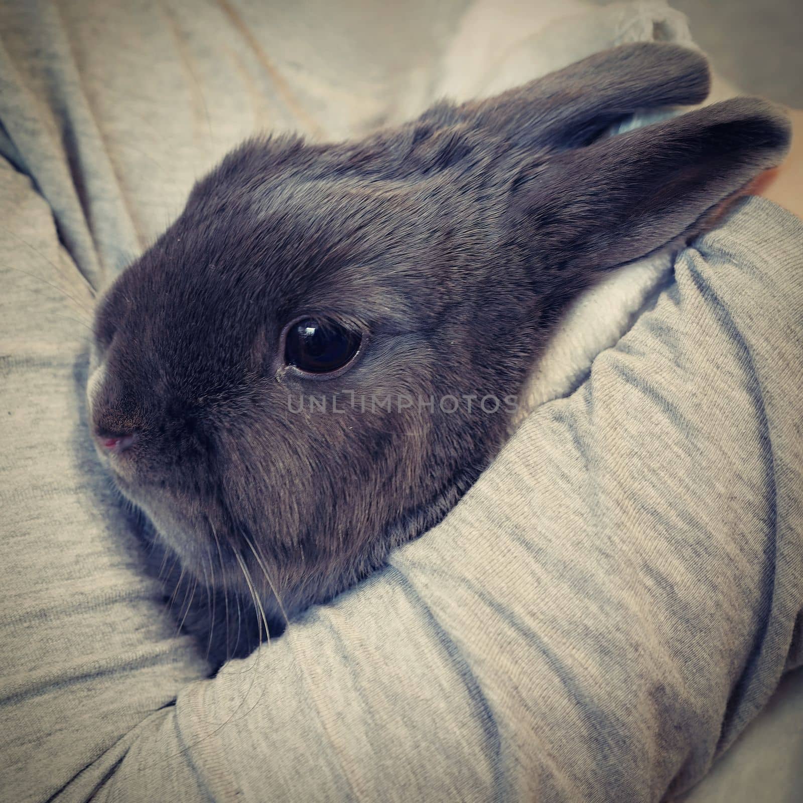 Cute domestic animal - pet. Small gray dwarf rabbit.