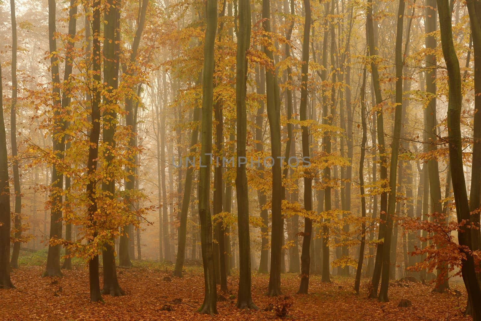 Forest in autumn landscape. Beautiful natural colorful background with trees. Nature - environment with bad rainy and foggy weather. by Montypeter