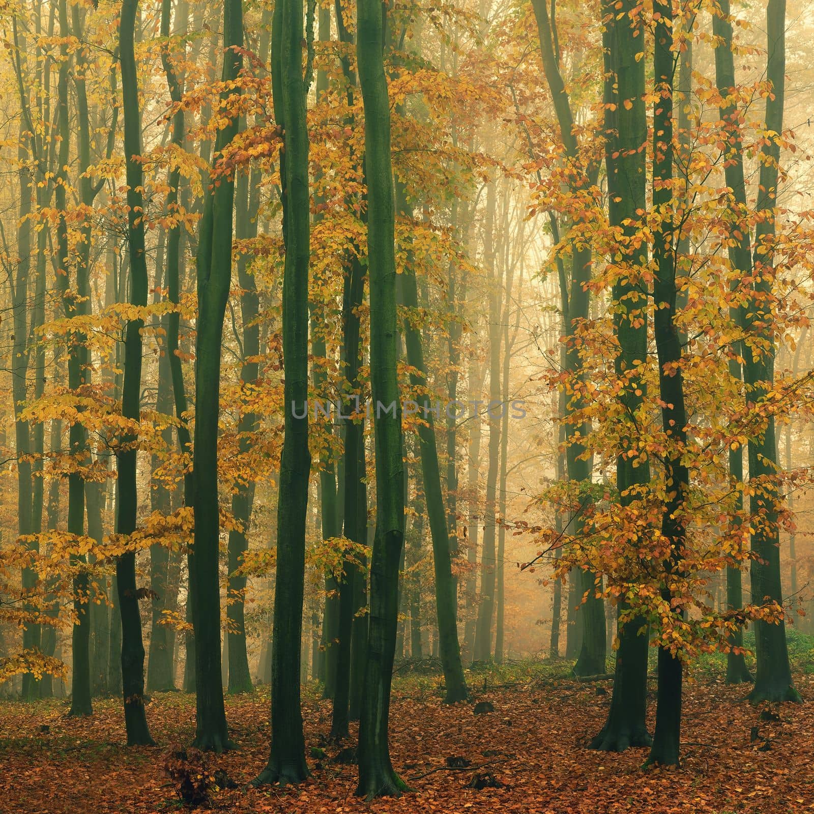 Forest in autumn landscape. Beautiful natural colorful background with trees. Nature - environment with bad rainy and foggy weather. by Montypeter