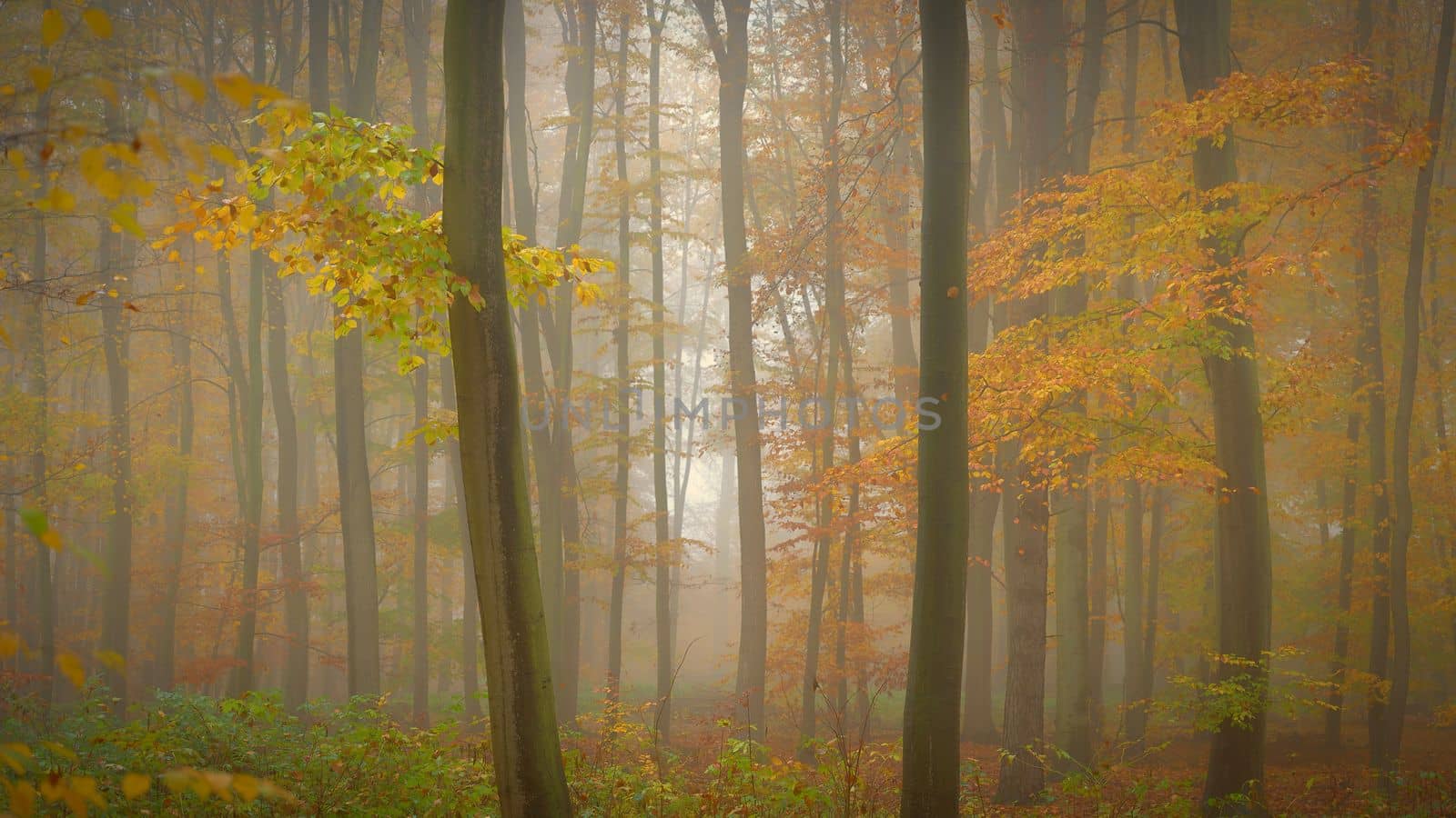 Forest in autumn landscape. Beautiful natural colorful background with trees. Nature - environment with bad rainy and foggy weather.